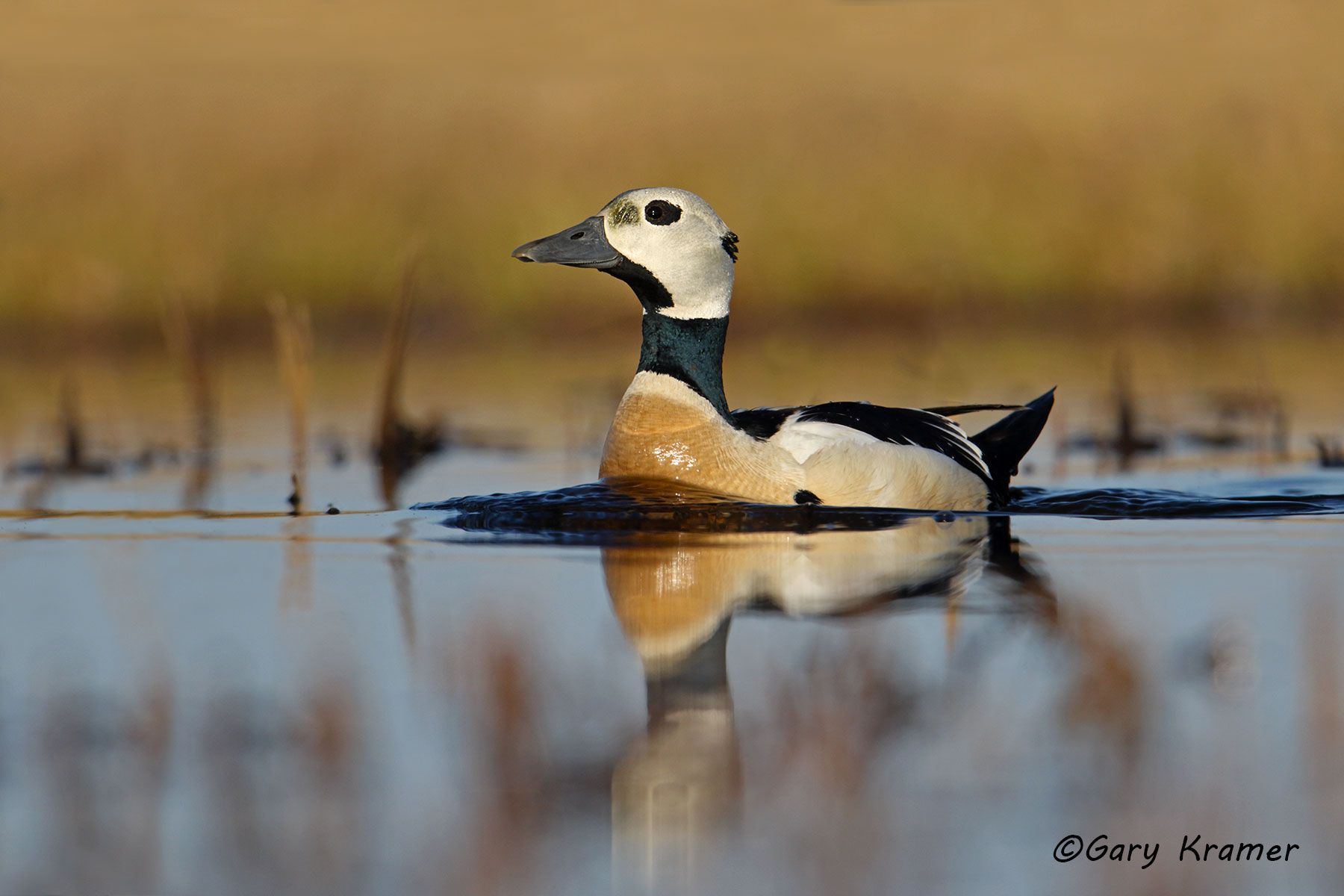 Steller's Eider (Polysticta stelleri) Steller's Eider (Polysticta stelleri) - NBWEt#496d