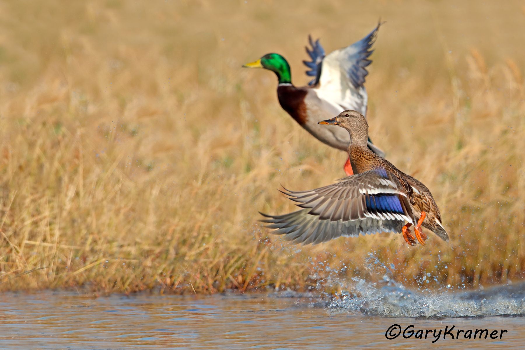 Mallard (Anas platyrhynchos) Mallard (Anas platyrhynchos) - NBWM#4130d(3)
