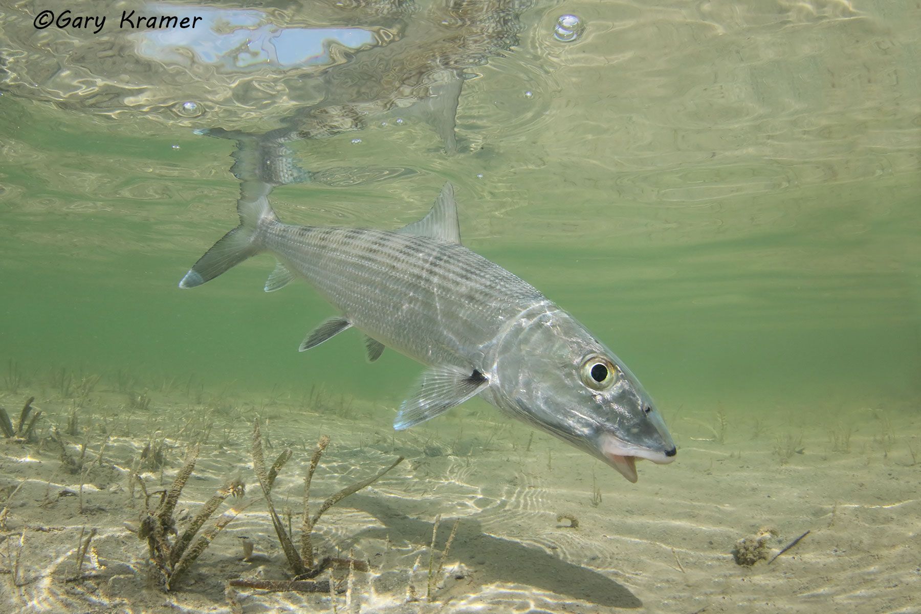 Bonefish (Albula vulpes), Mexico - NFB#104d