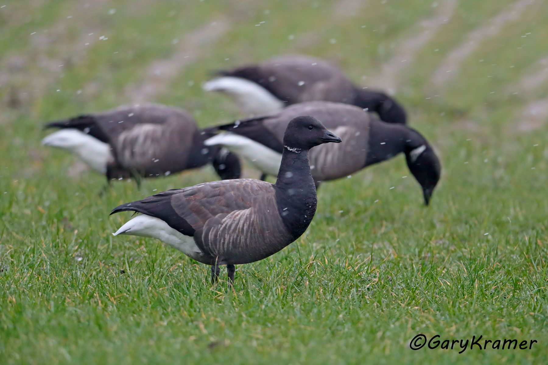 Brant (Dark-bellied) (Branta bernicla bernicla)  Brant (Dark-bellied) (Branta bernicla bernicla) - EBWBd#226d