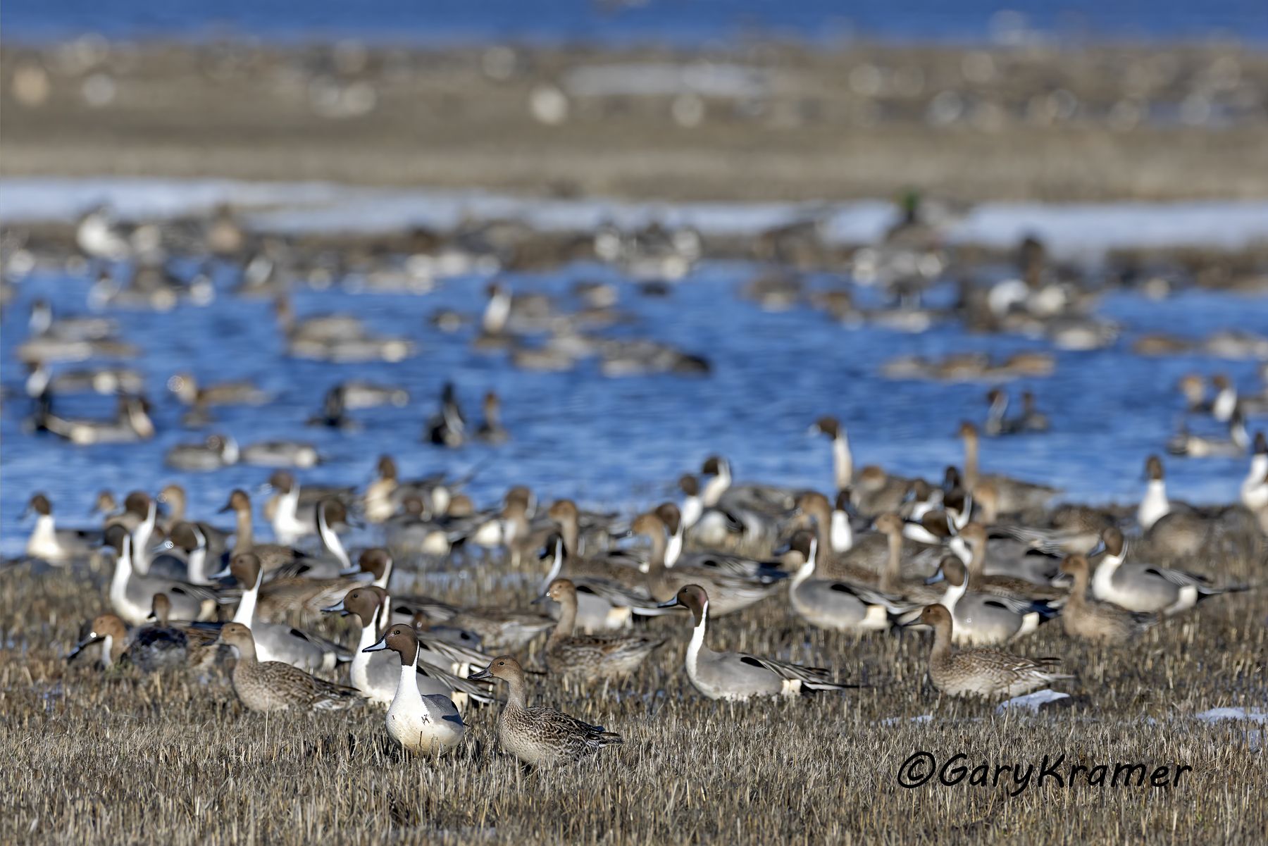 Northern Pintail (Anas acuta) - NBWP(c)#894d