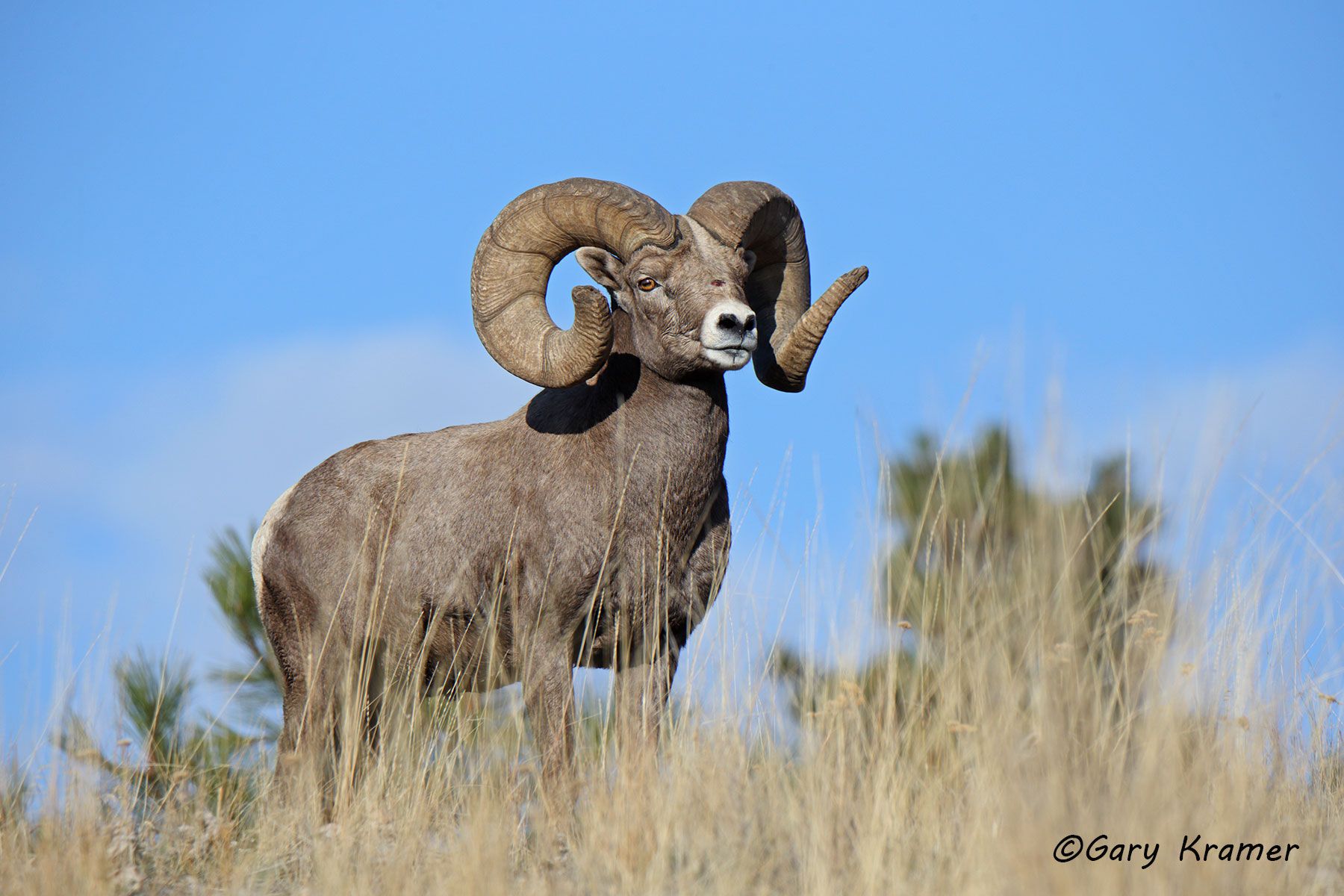 Rocky Mountain Bighorn (Ovis canadensis canadensis) by GaryKramer.net, 530-934-3873, gkramer@cwo.com Rocky Mountain Bighorn (Ovis canadensis canadensis) - NMSBr#887d