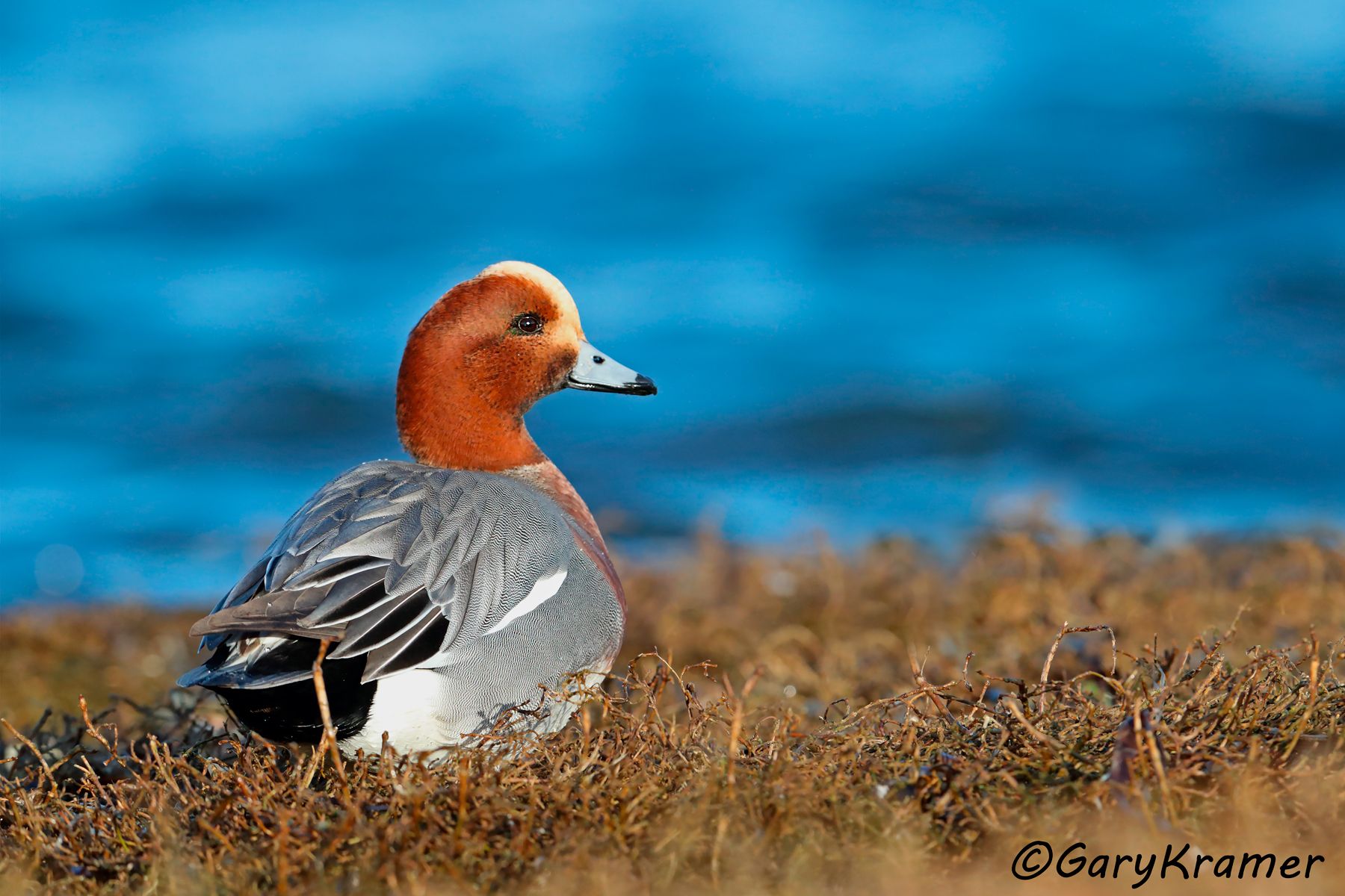 Eurasian Wigeon (Anas penelope) Eurasian Wigeon (Anas penelope) - EBWW#122d