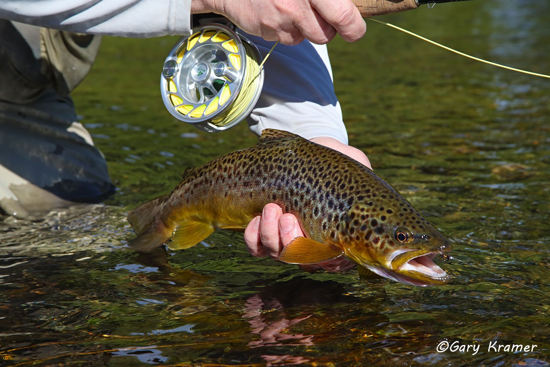 Brown Trout w/flyfishing tackle - NFTBrf#083d