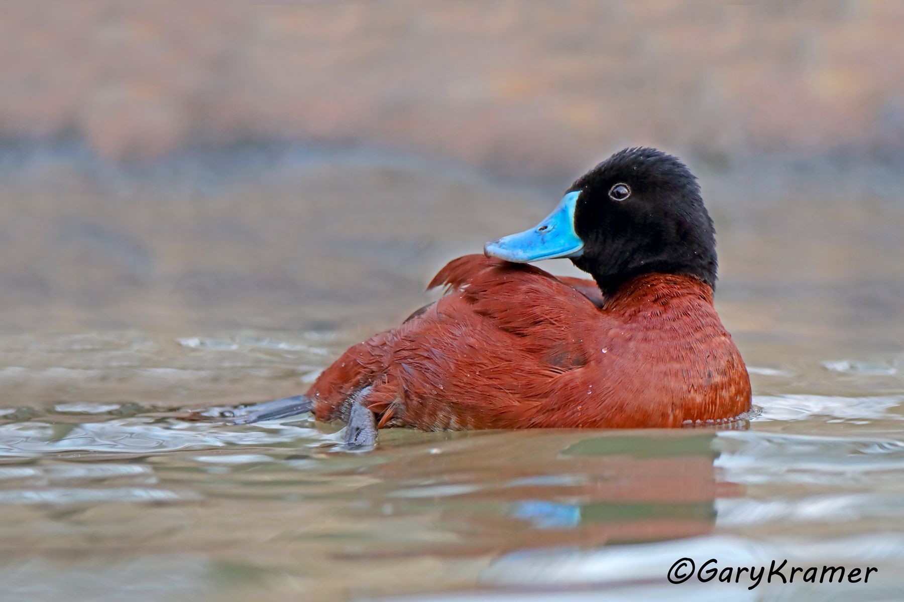 Lake Duck (Oxyura vittata) - SBWAb#007d (Argentina)
