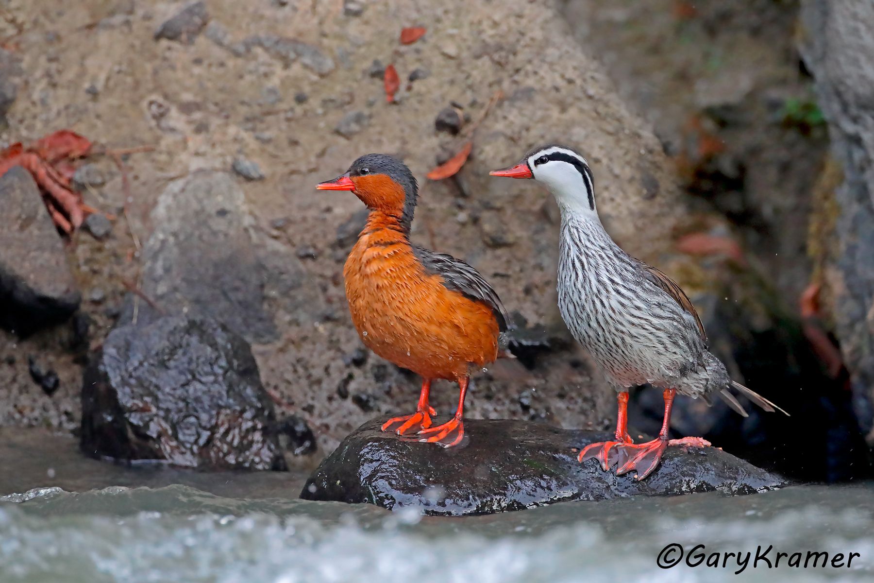Torrent Duck (Merganetta armata) - SBWO#271d(3) (Colombia)
