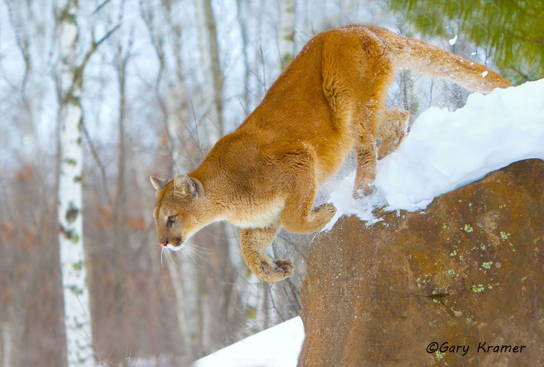 Mountain Lion (Cougar) (Felis concolor) by GaryKramer.net, 530-934-3873, gkramer@cwo.com Mountain Lion (Cougar) (Felis concolor) - NMCM#405d