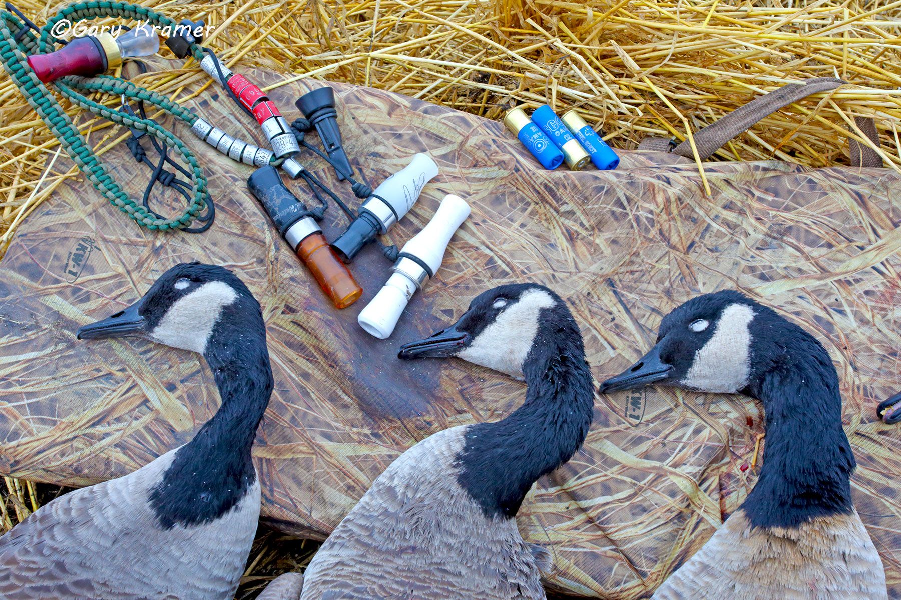 Canada Geese in the bag - NHGCb#072d