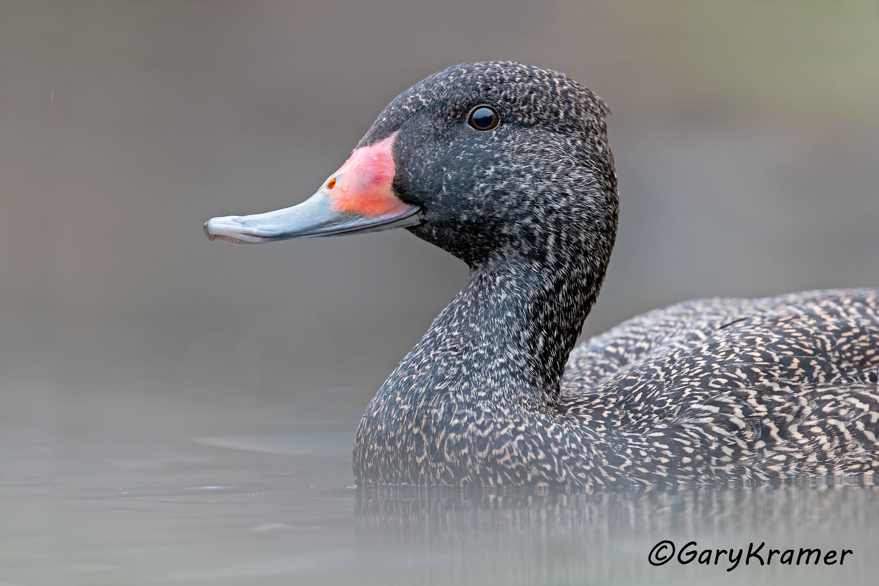 Freckled Duck (Stictonetta naevosa)  Freckled Duck (Stictonetta naevosa) - OBWFd#289d