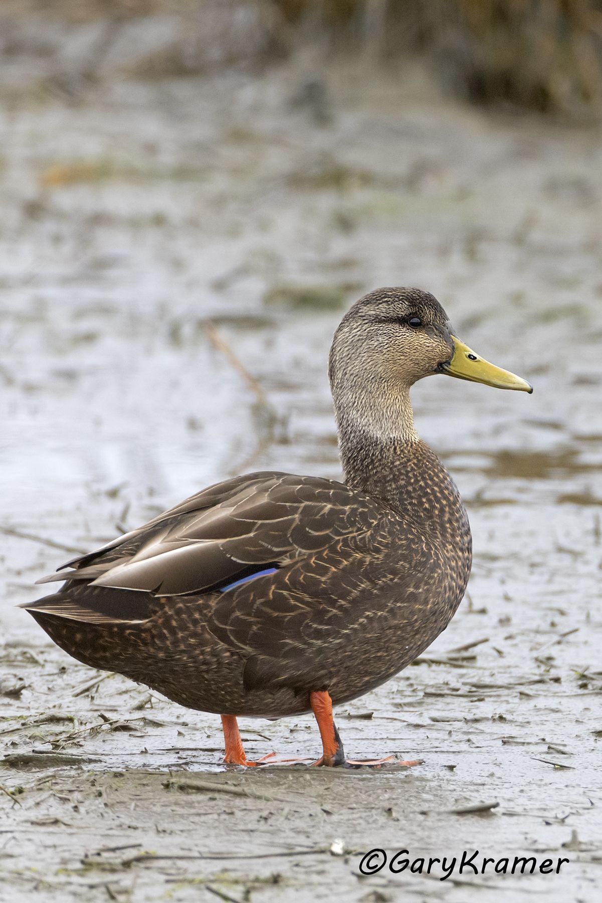 American Black Duck (Anas rubripes) American Black Duck (Anas rubripes) - NBWBd#1259d(2)