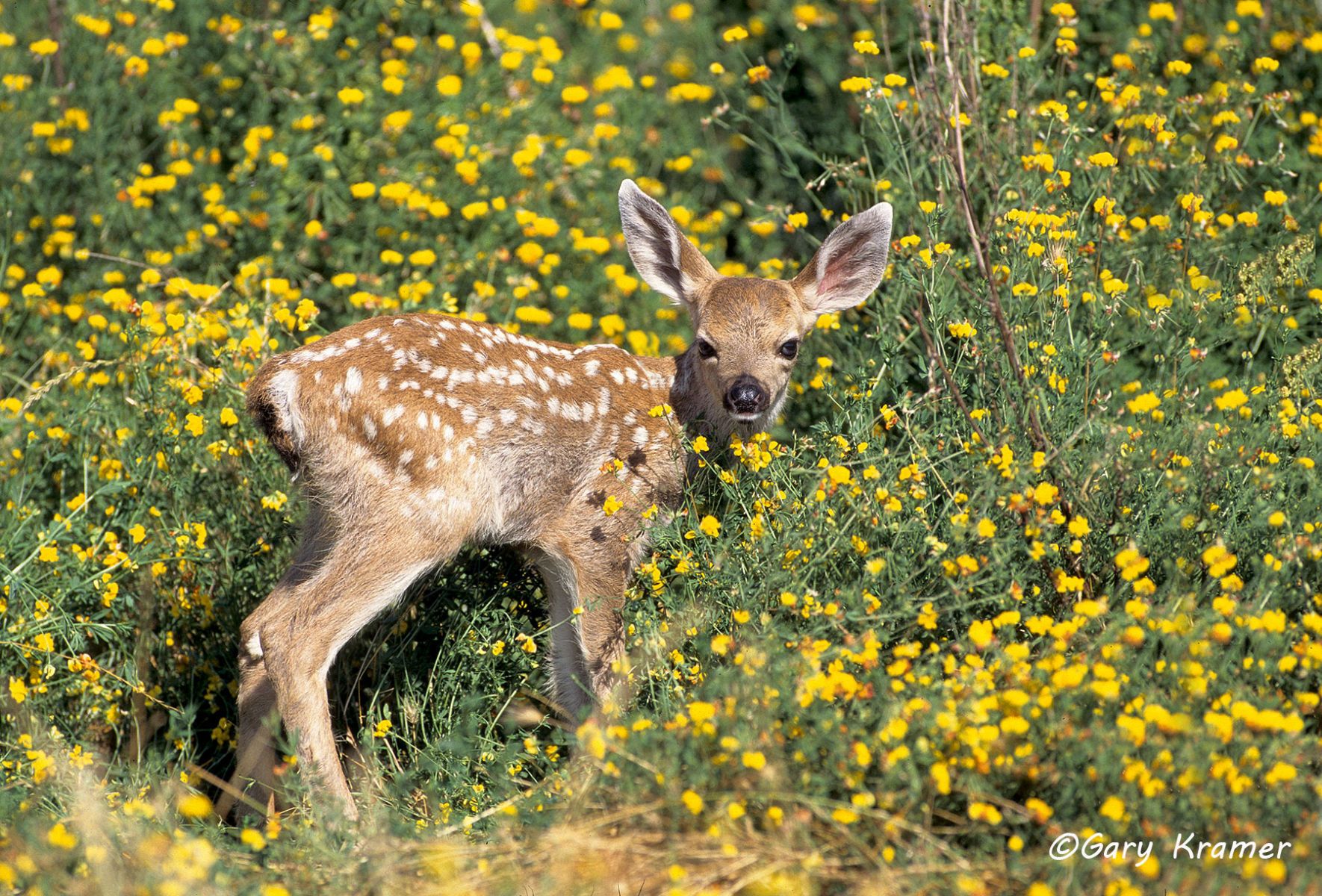 Black-tailed Deer (Odocoileus h. columbianus) by GaryKramer.net, 530-934-3873, gkramer@cwo.com Black-tailed Deer (Odocoileus h. columbianus) - NMDB#187