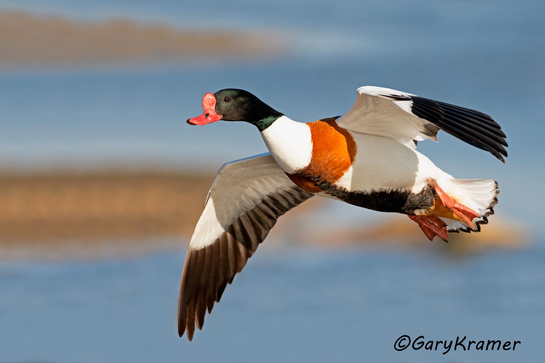 Common Shelduck (Tadorna tadorna)  Common Shelduck (Tadorna tadorna) - EBWSc#112d