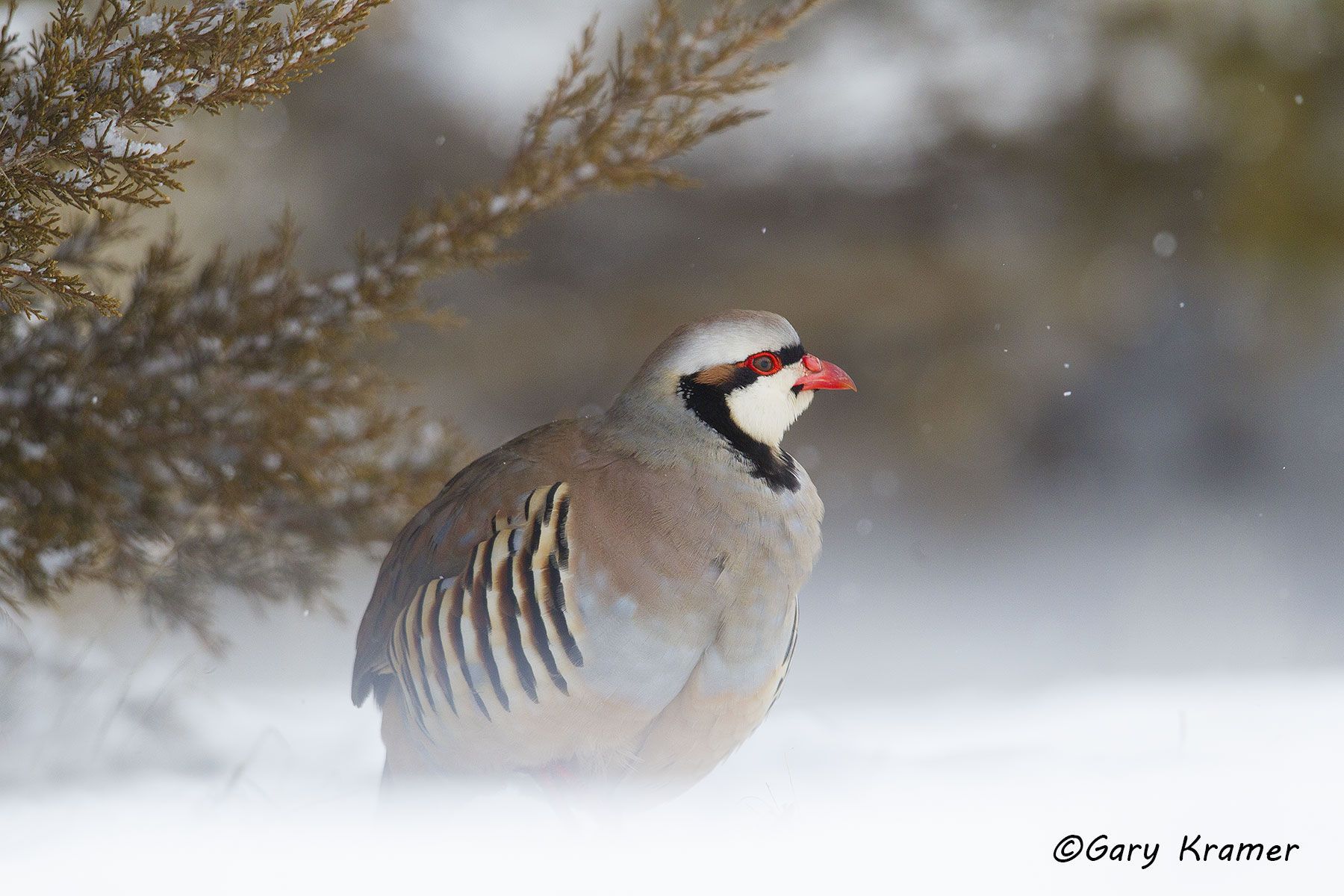 Chukar (Alectoris chukar) Chukar (Alectoris chukar) - NBGC#341d