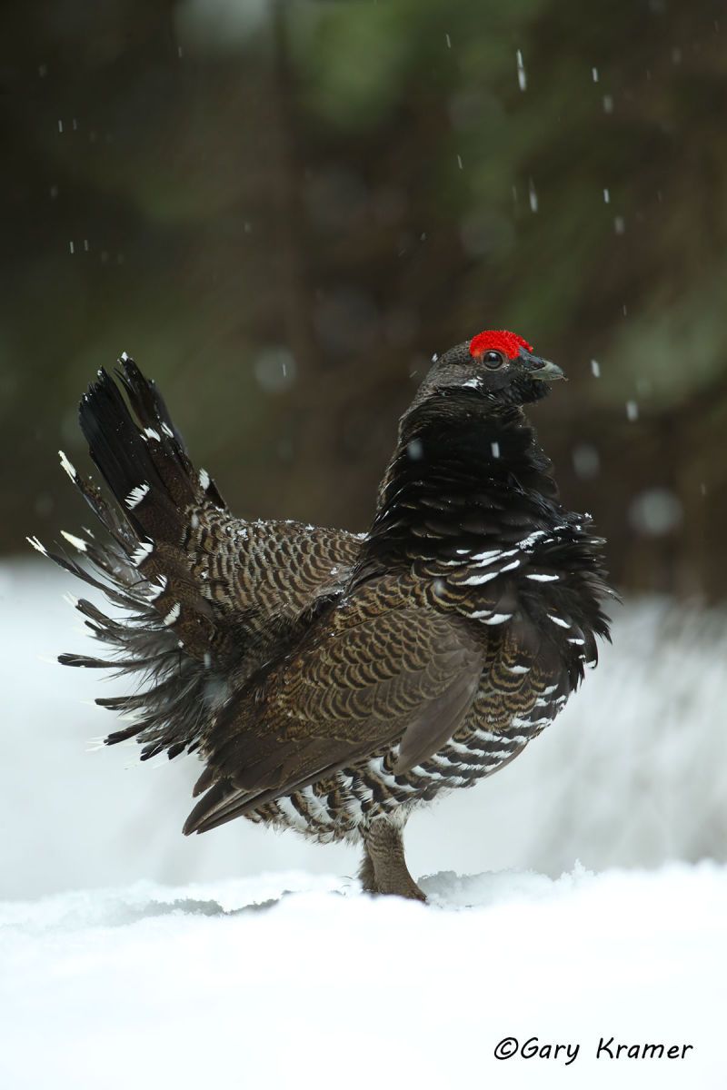 Spruce (Franklin's) Grouse (Falcipennis canadensis franklinii) Spruce (Franklin's) Grouse (Falcipennis canadensis franklinii) - NBGsff#260d