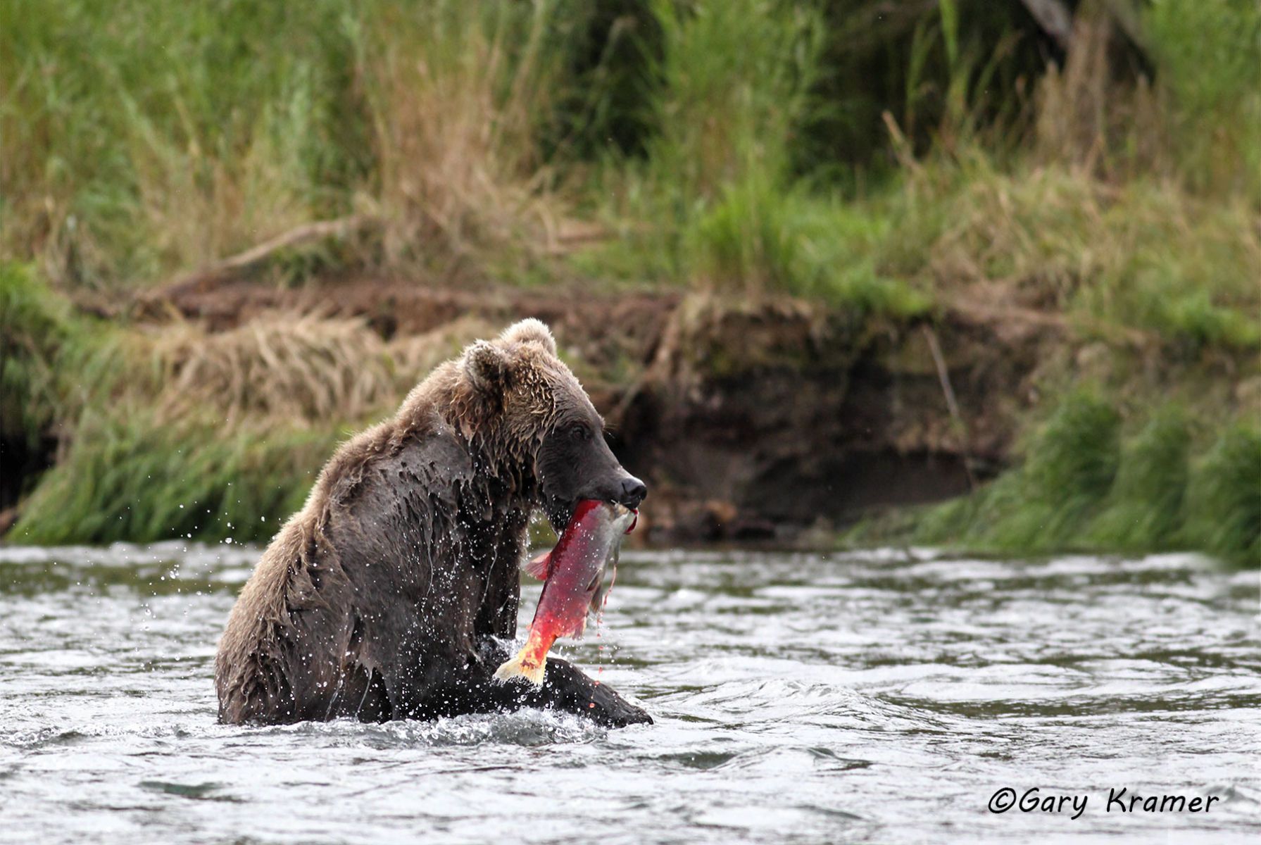 Alaskan Brown Bear (Urusus middlendorffi) Lake Clark N. P. Alaska by GaryKramer.net, 530-934-3873, gkramer@cwo.com Alaskan Brown Bear (Urusus middlendorffi) - NMBA#173d
