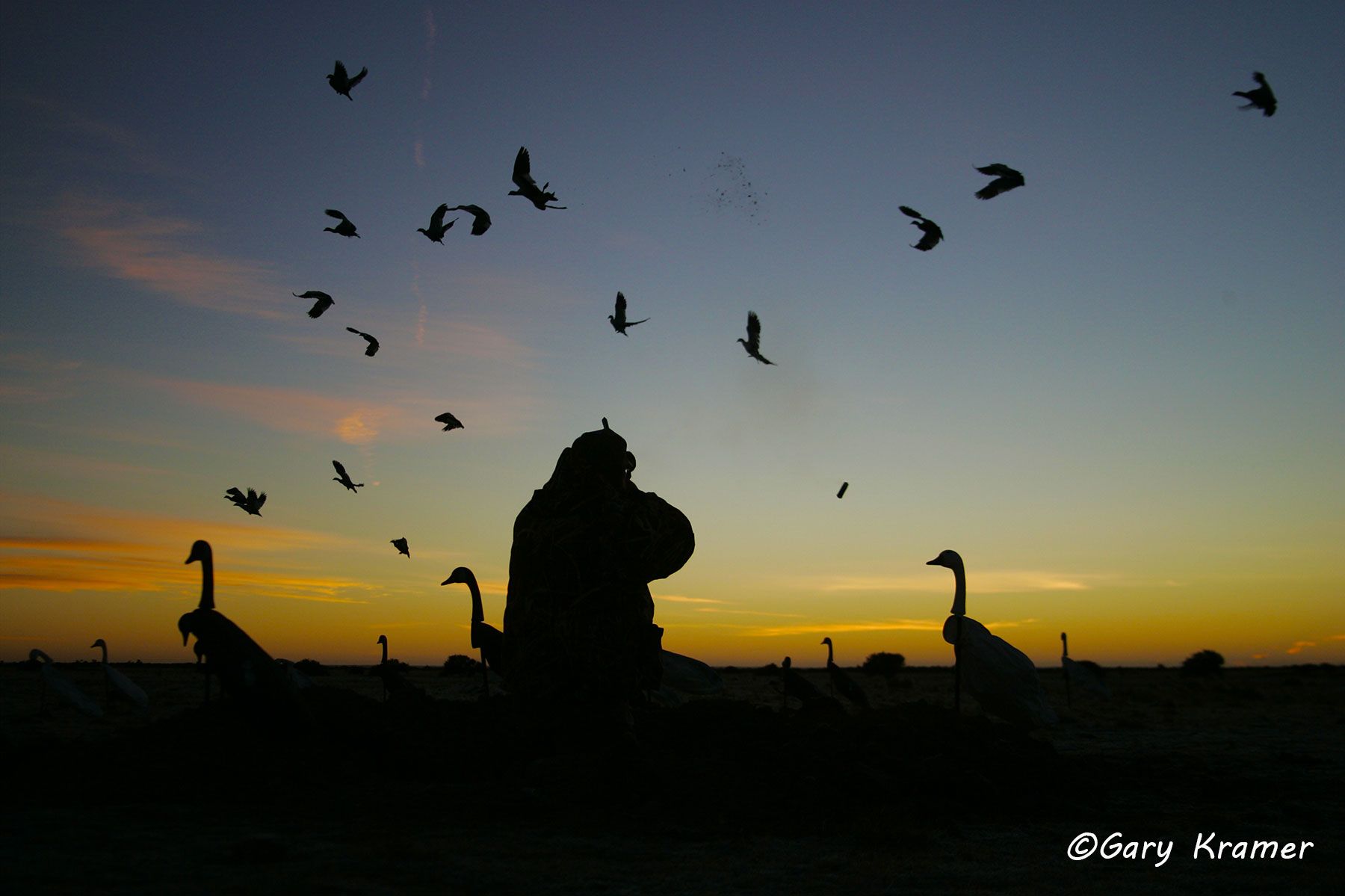 Goose hunter(s) at dawn w/ birds over decoys (field set) - NHGs#198d-(2)