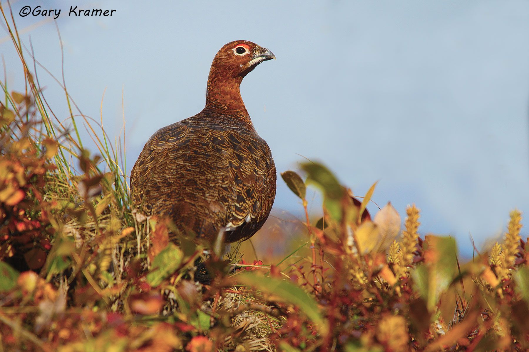 Willow Ptarmigan (summer-fall) (Lagopus lagopus) - NBGPw#242d