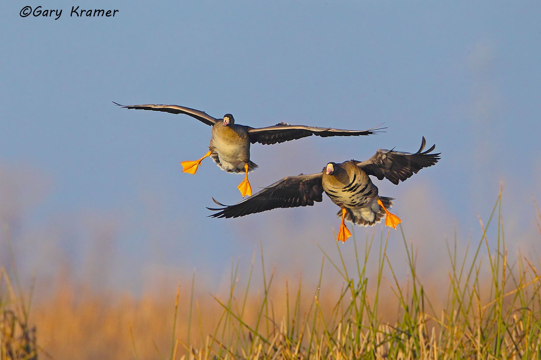 White-fronted Goose (Anser albifrons) - NBWWf#1303d