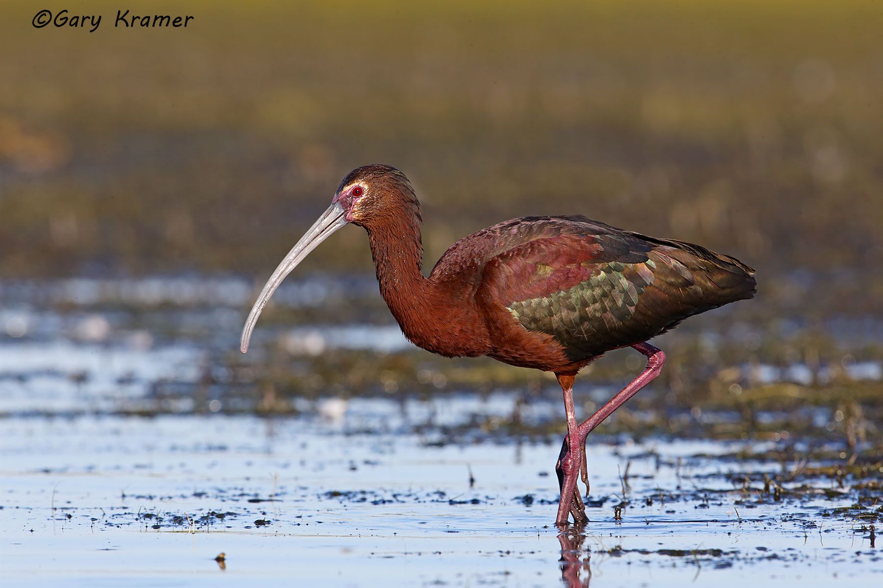 White-faced Ibis (summer) (Plegadis chihi) White-faced Ibis (summer) (Plegadis chihi) - NBIWfs#273d