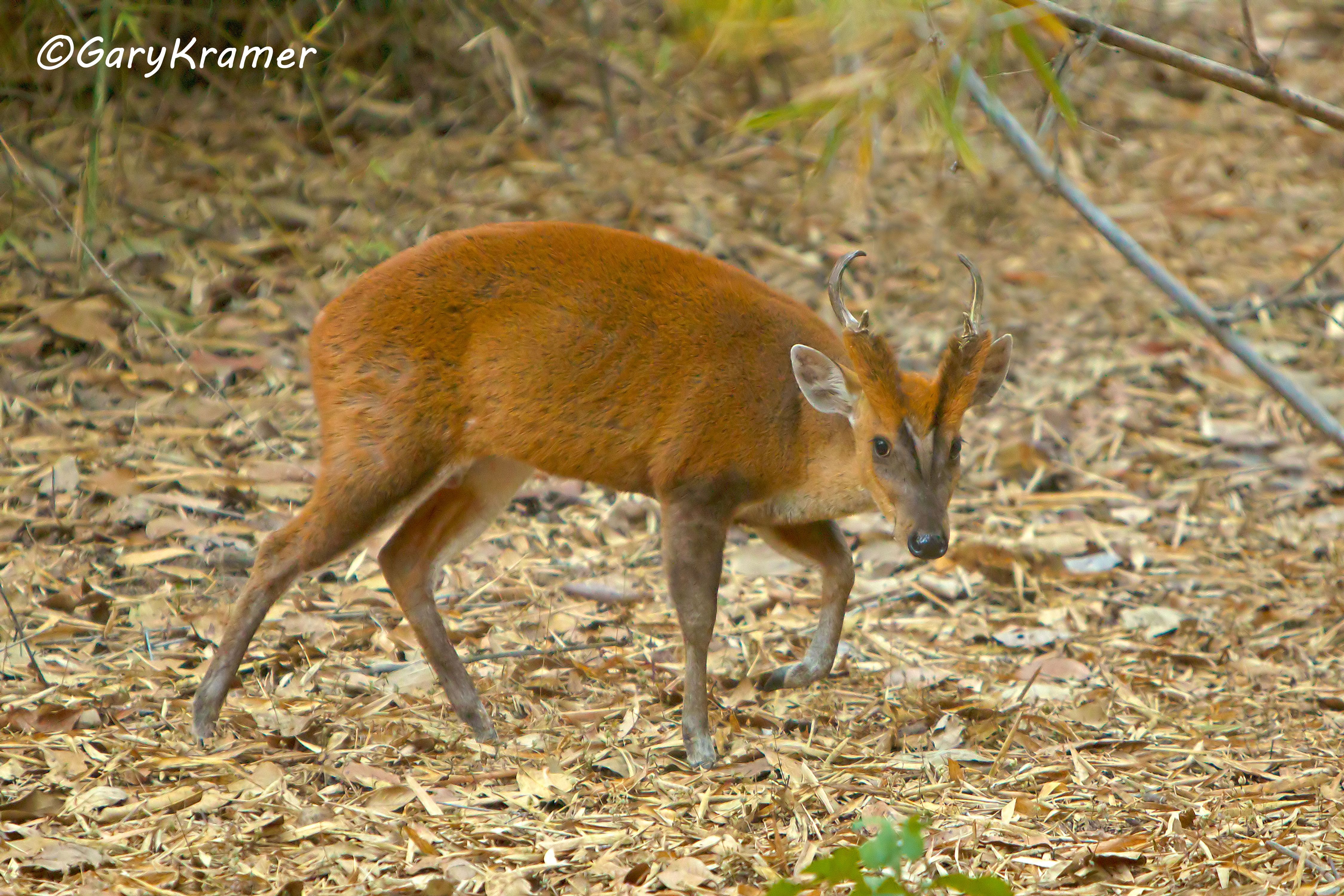 Barking Deer (Muntjac) (Muntiacus muntjac) - IMDm#006d