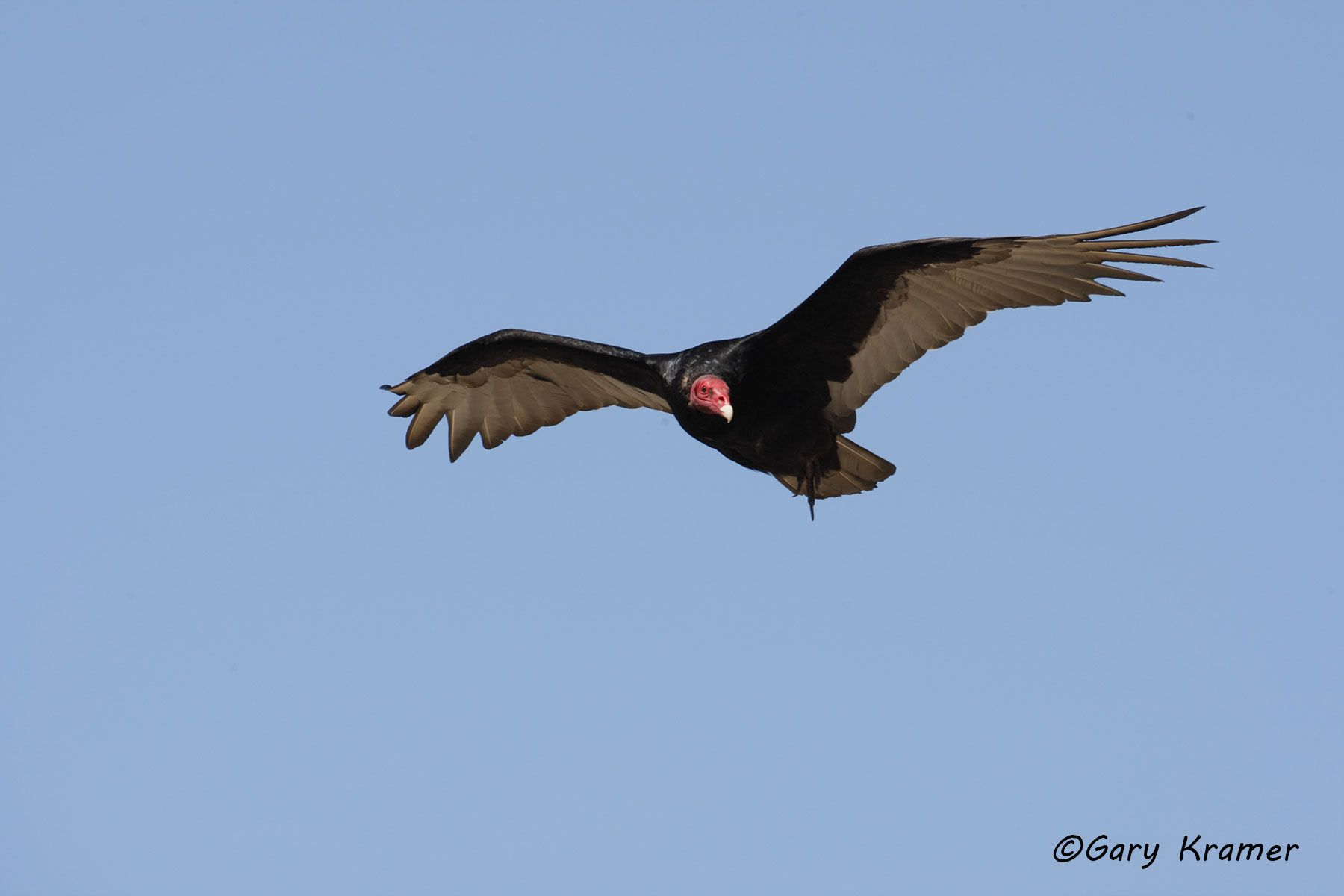 Turkey Vulture - (Cathartes aura) NBVT#114d