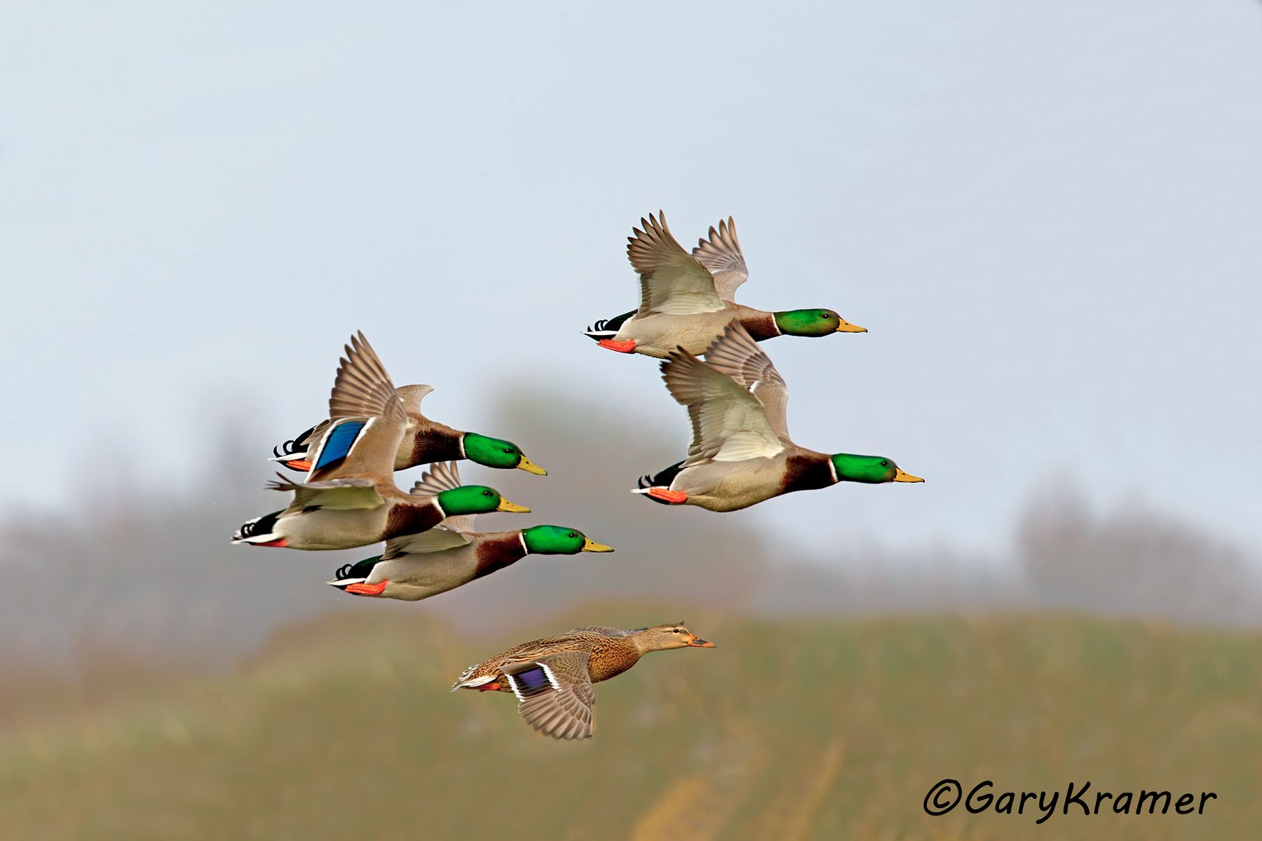 Mallard (Anas platyrhychos) Mallard (Anas platyrhychos) - NBWM#3202d(2)