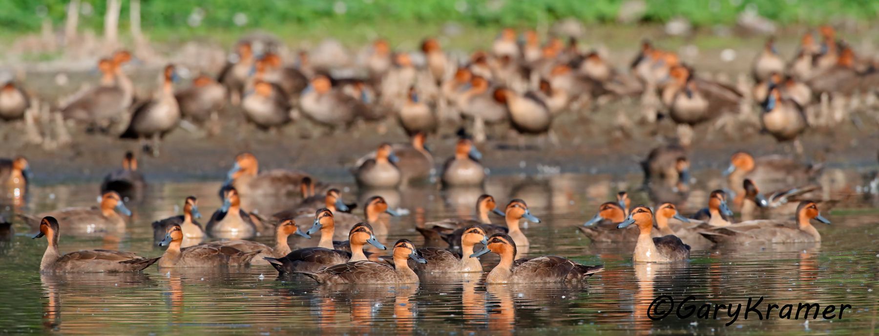 Philippine Duck (Anas luzonica)  Philippine Duck (Anas luzonica) PBWP#070d(2)