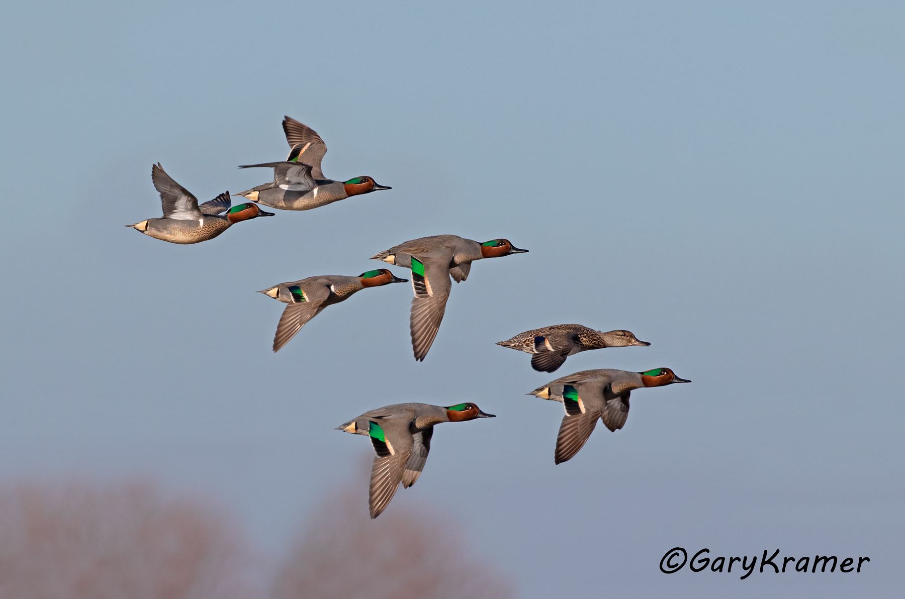 Green-winged Teal (Anas carolinensis)  Green-winged Teal (Anas carolinensis) - NBWTg#1950d(2)