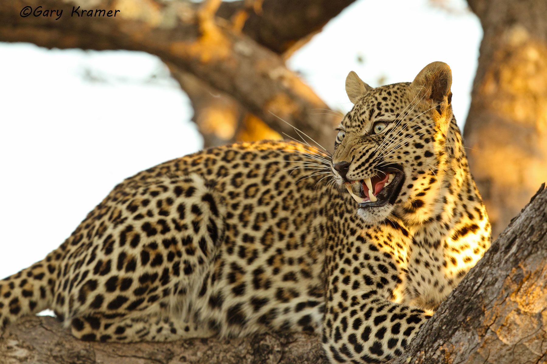 Leopard (Panthera pardus) Leopard (Panthera pardus) - AMPL#546d