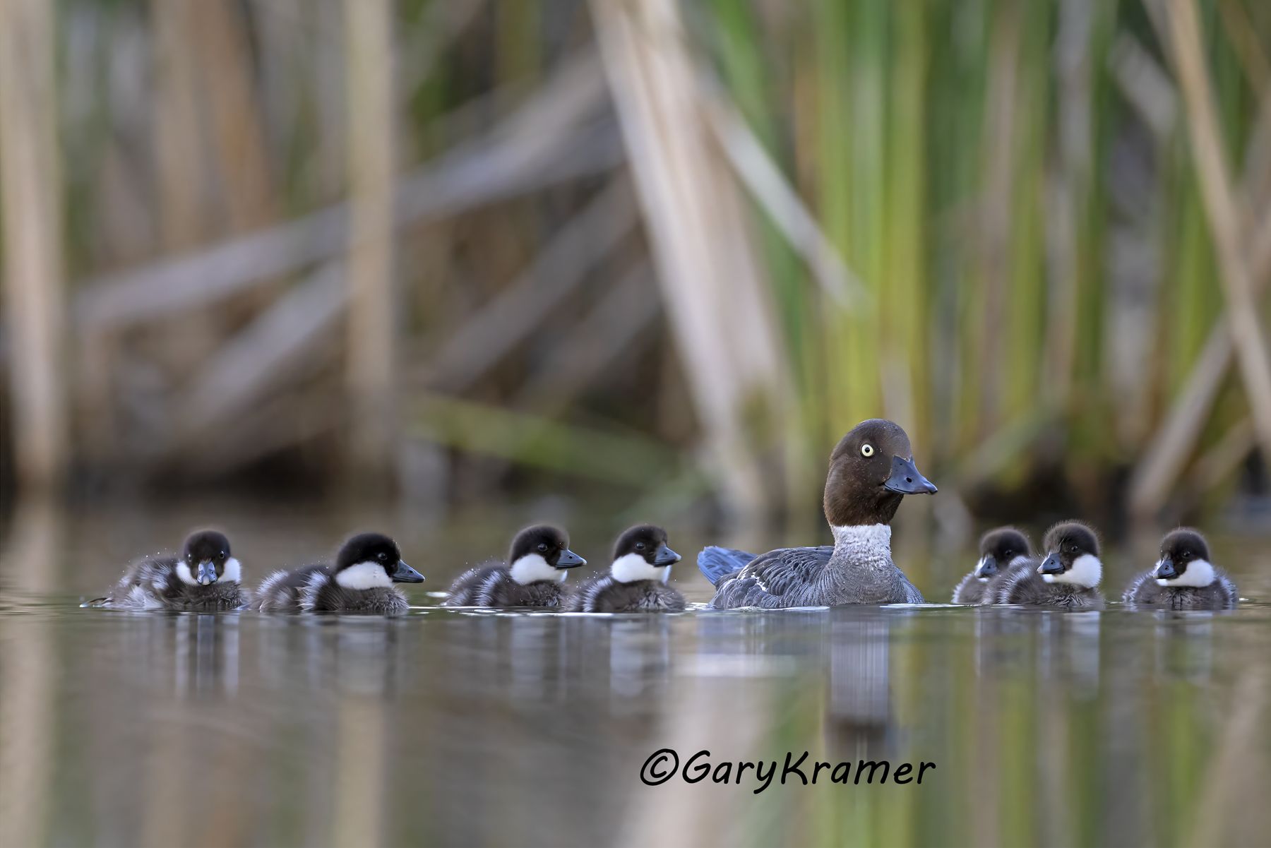 Common Goldeneye (Bucephala clangula) Common Goldeneye (Bucephala clangula) - NBWGc#834d