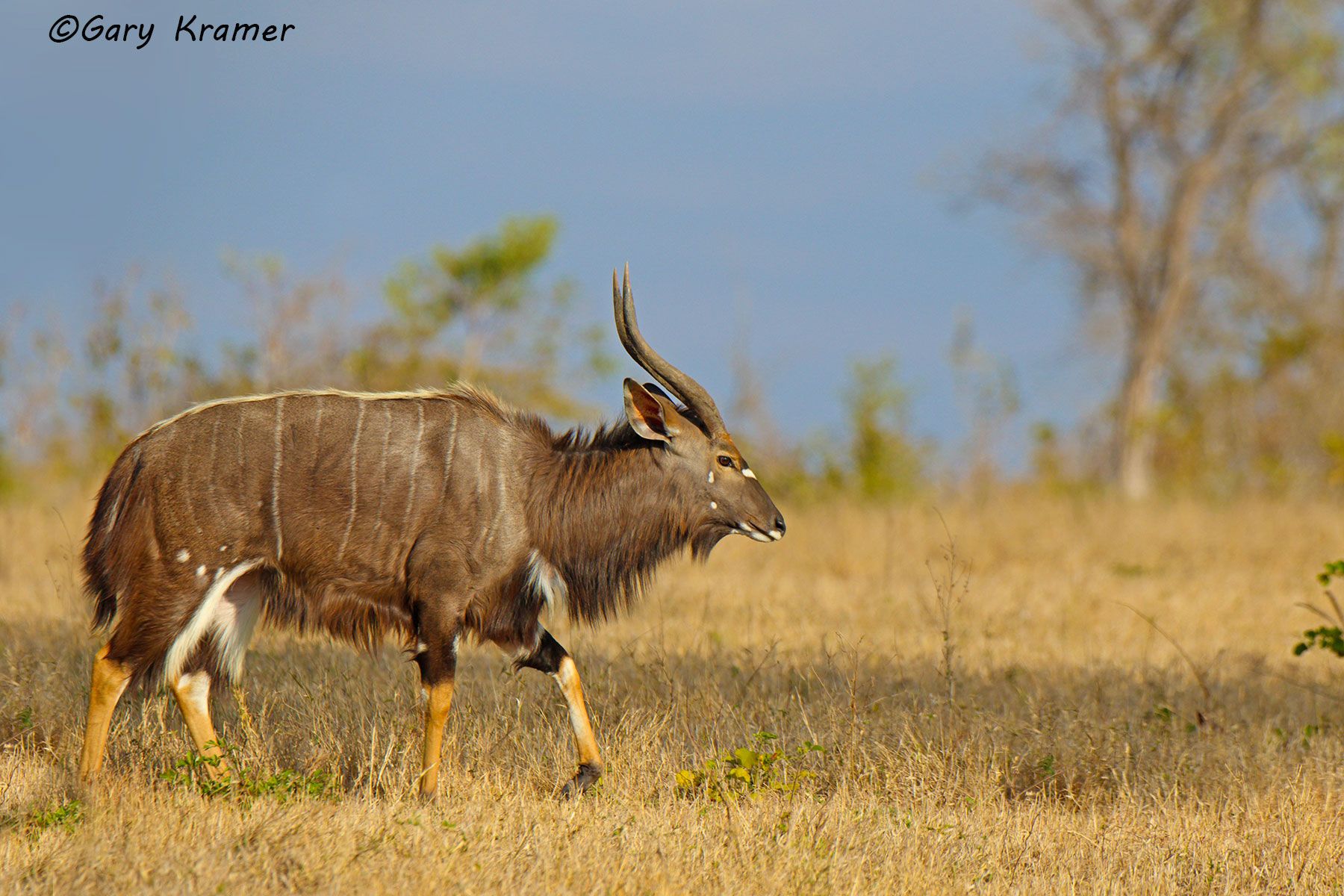 Nyala (Tragelaphus angasi) Nyala (Tragelaphus angasi) - AMUN#063d