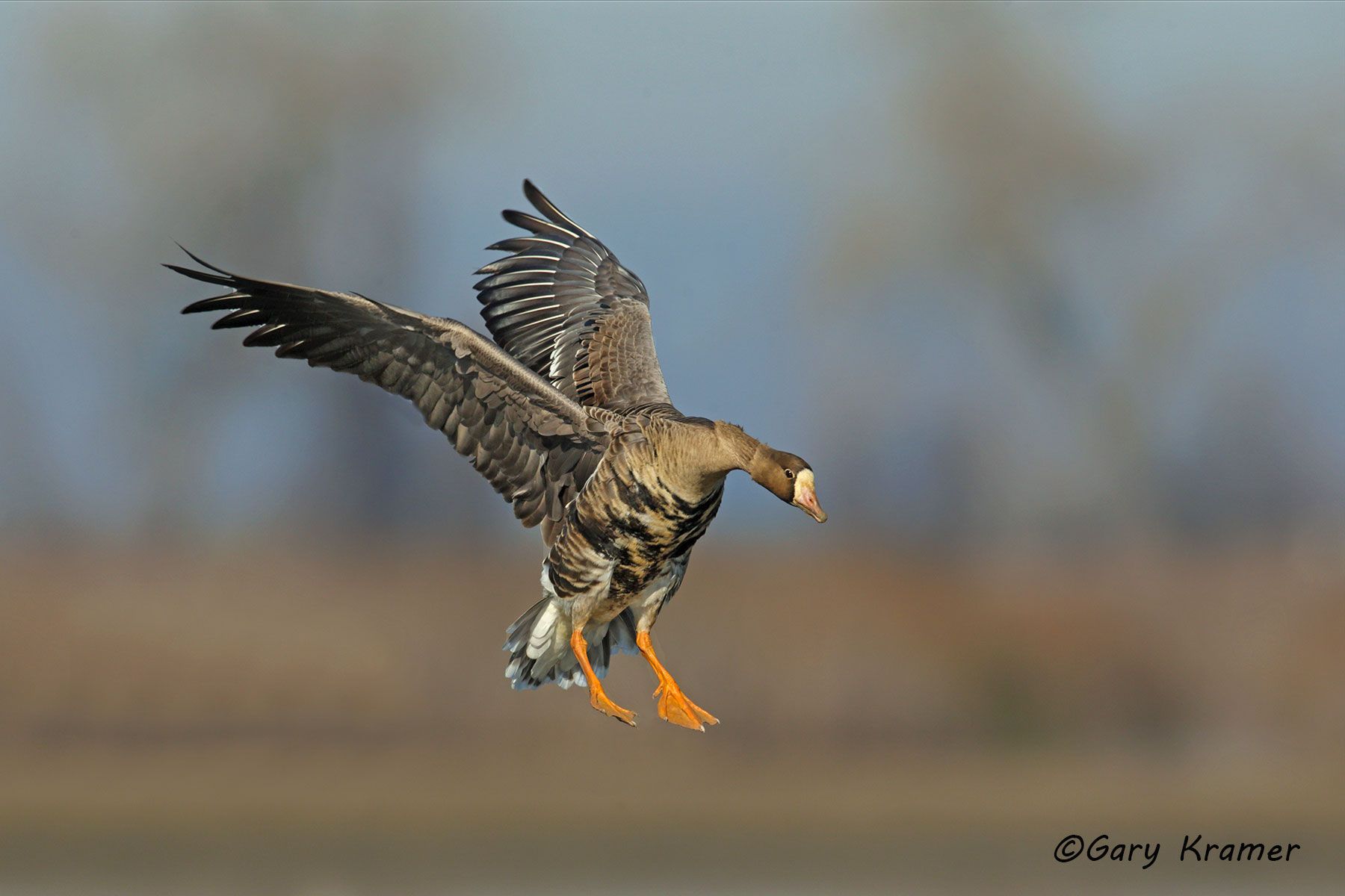 White-fronted Goose (Anser albifrons) - NBWWf#1744d