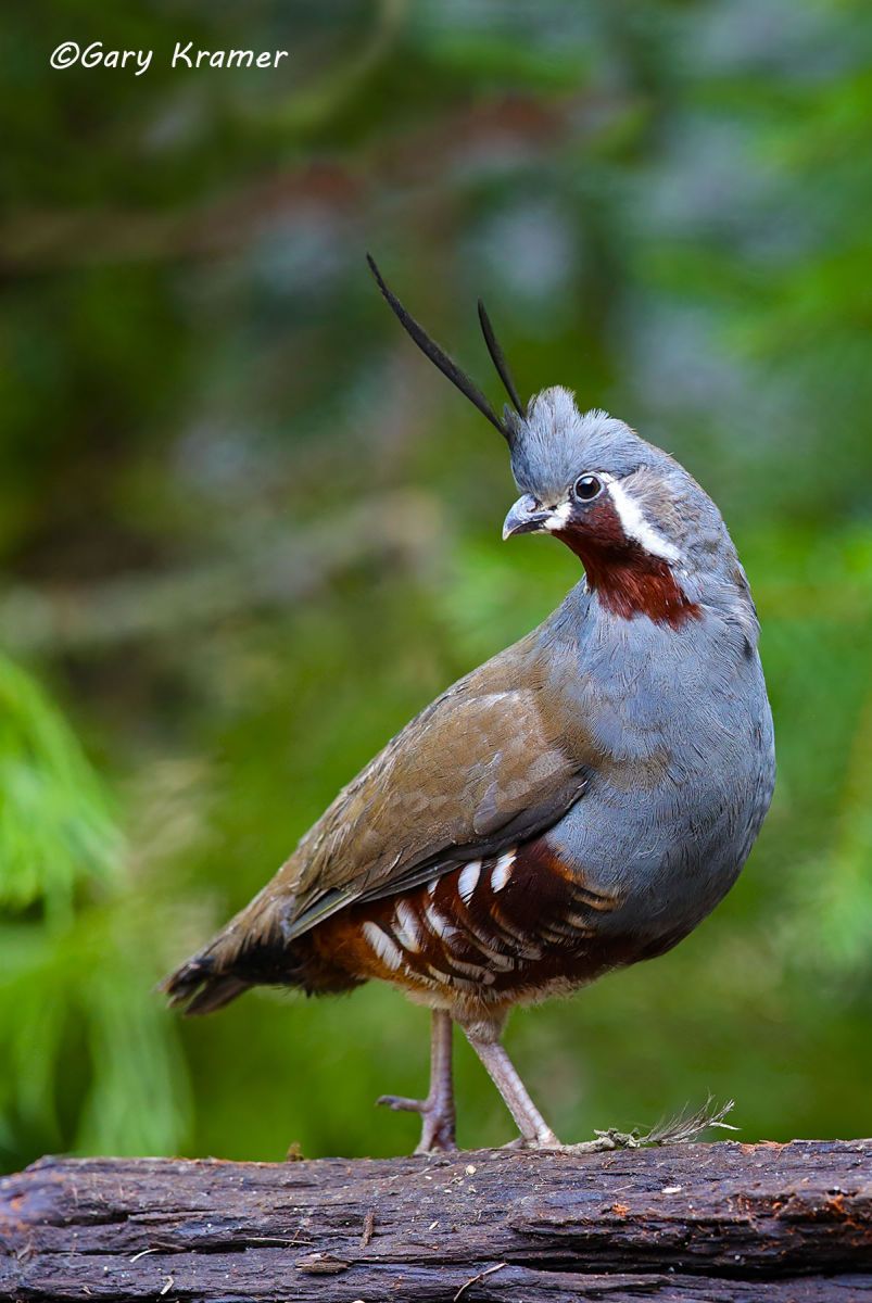 Mountain Quail (Oreortyx pictus) Mountain Quail (Oreortyx pictus) - NBGQm#340d