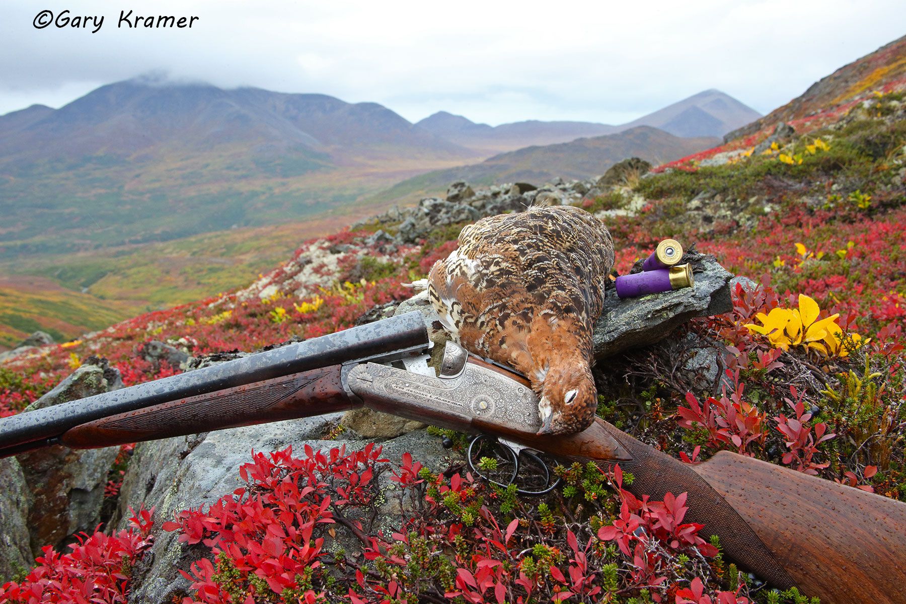 Willow Ptarmigan in the bag Willow Ptarmigan in the bag - NHWb#119d