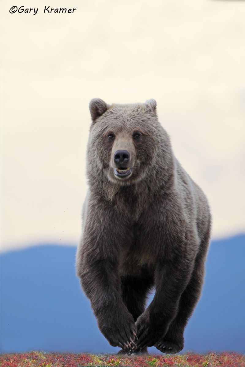 Grizzly Bear (Ursus horribilis) by GaryKramer.net, 530-934-3873 , gkramer@cwo.com Grizzly Bear (Ursus horribilis) - NMBG#175d