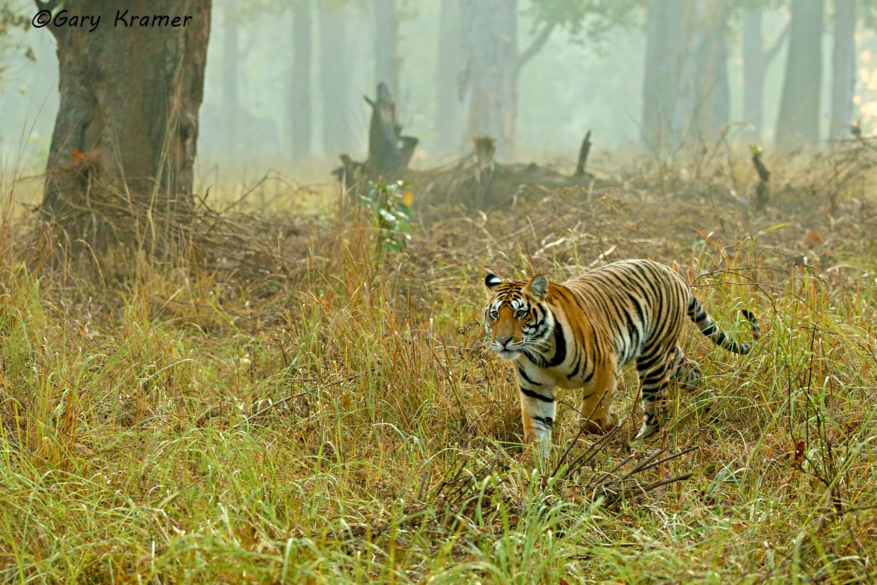 Tiger (Bengal) (Panthera tigrus tigrus) - AMTb#513d
