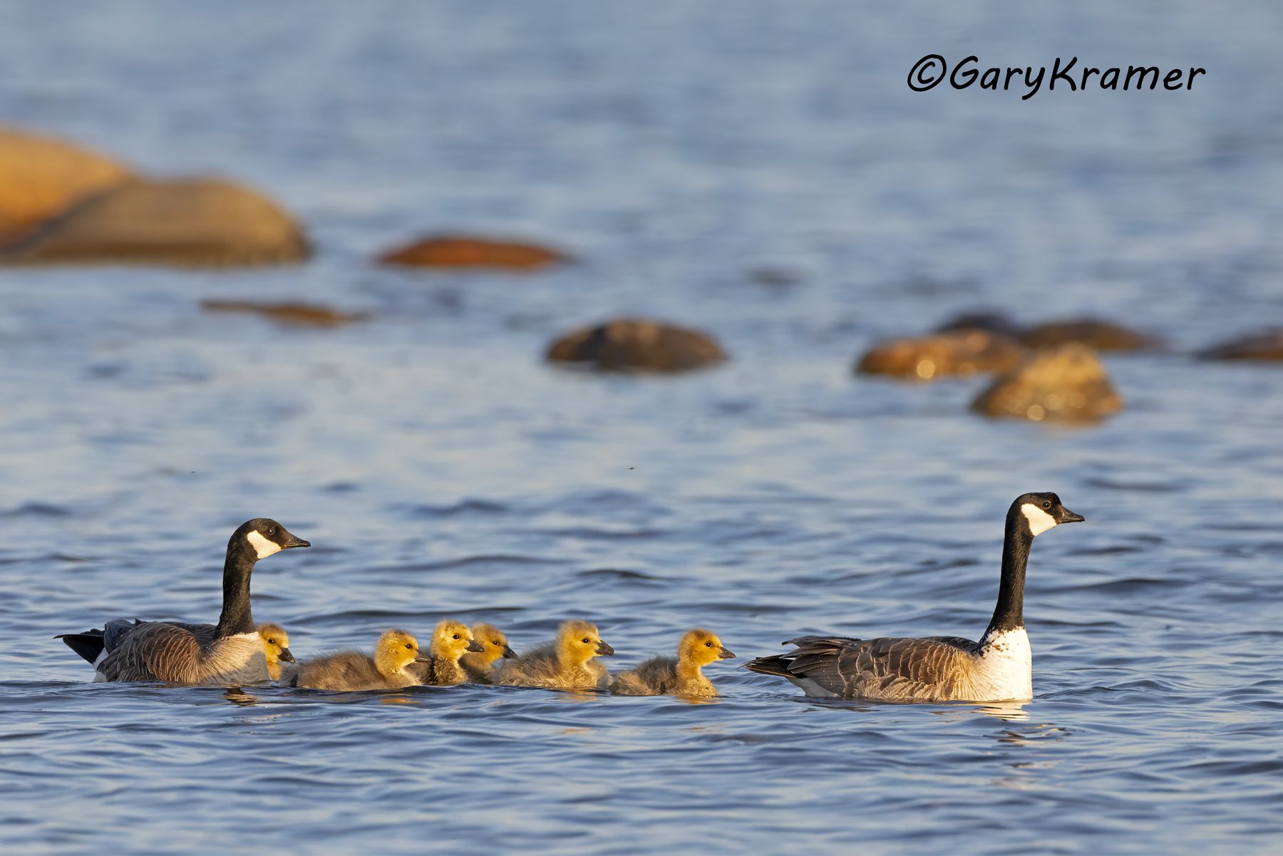Cackling Goose (Richardson's) (Anser hutchinsii hutchinsii) - NBWCcr#063d