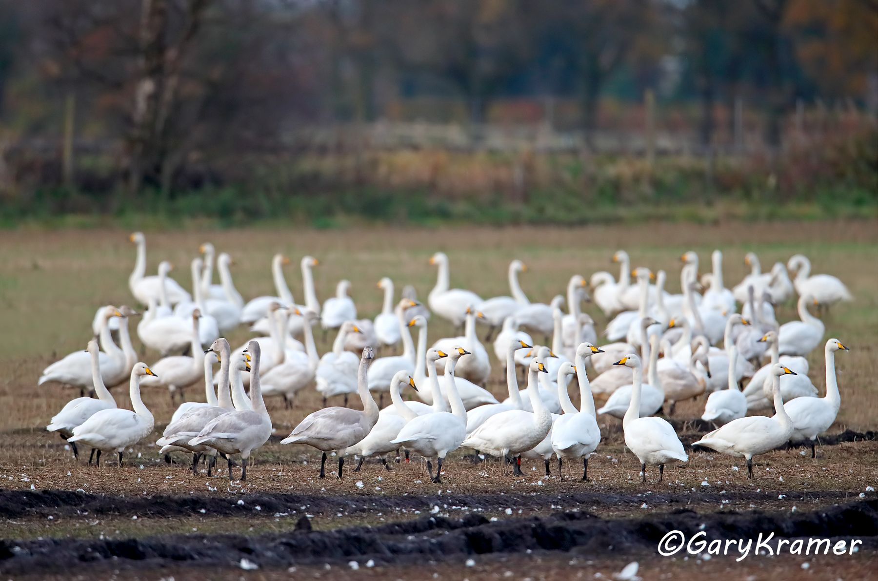 Whooper Swan (Olor cygnus)  Whooper Swan (Olor cygnus) - EBWSw#113d