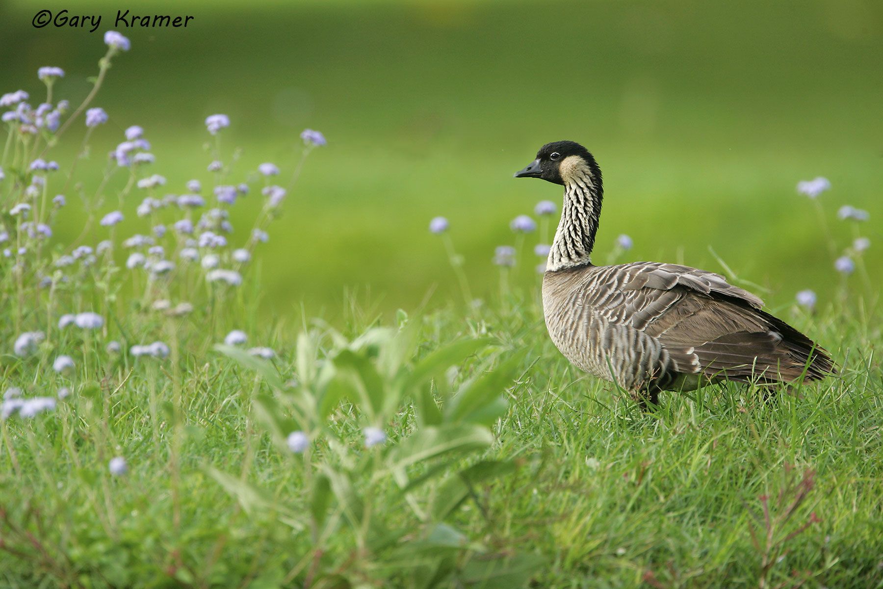 Hawaiian Goose (Nene) (Branta sandvicensis) by GaryKramer.net, 530-934-3873, gkramer@cwo.com Hawaiian Goose (Nene) (Branta sandvicensis) - NBWN#342d