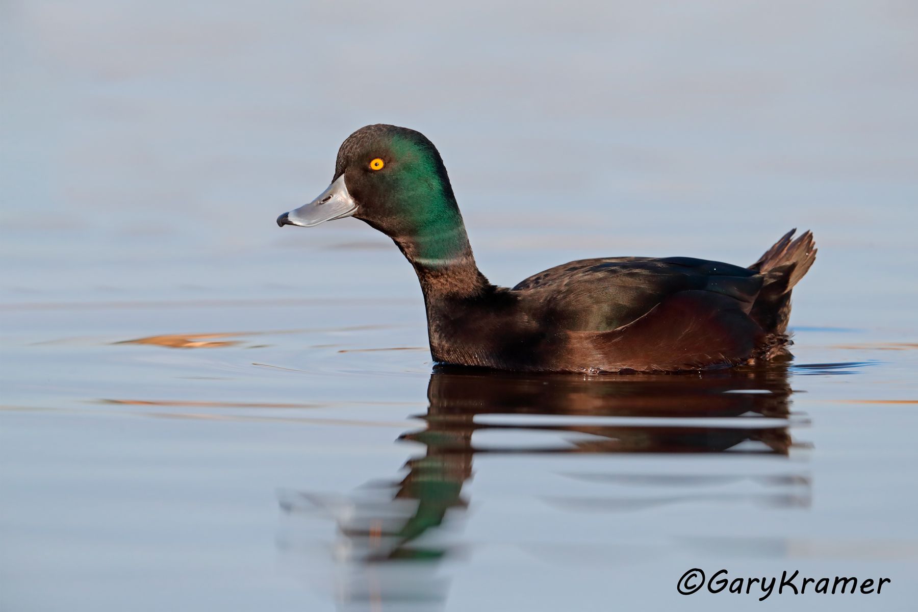 New Zealand Scaup (Aythya novaeseelandiae) New Zealand Scaup (Aythya novaeseelandiae) - OBWSn#305d