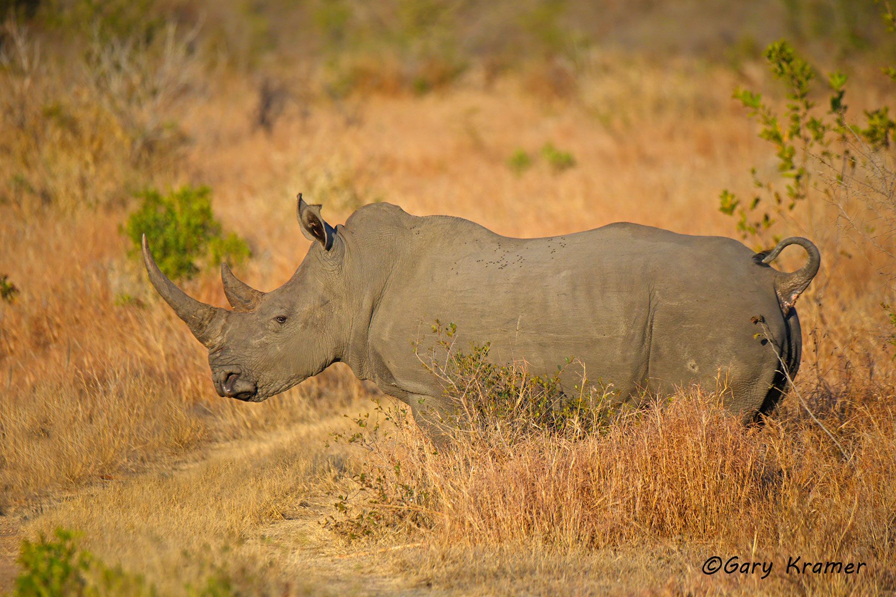 White Rhinoceros (Ceratotherium simum) White Rhinoceros (Ceratotherium simum) - AMRw#238d