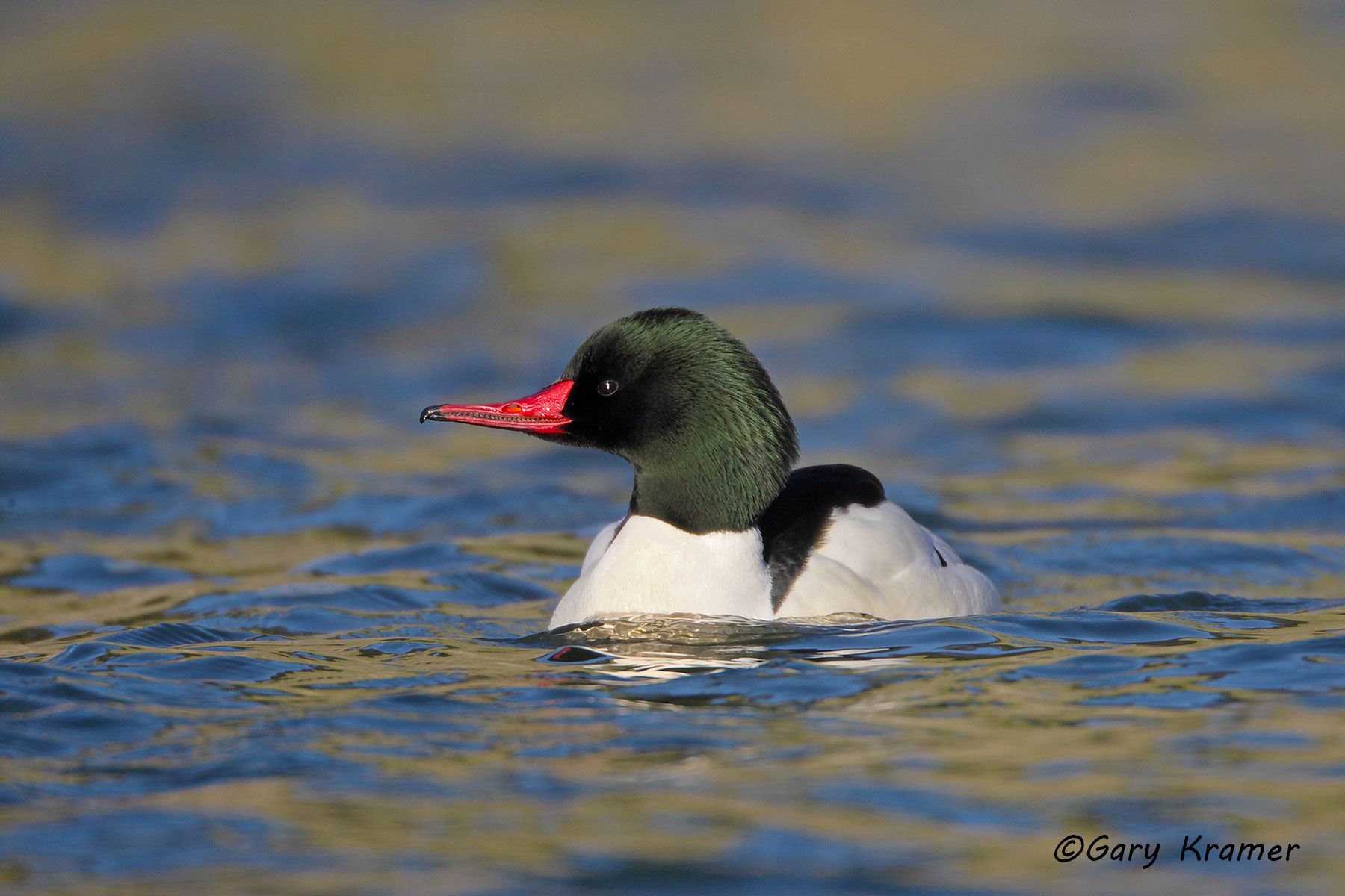 Common Merganser (Mergus merganser) Common Merganser (Mergus merganser) - NBWMc#107d