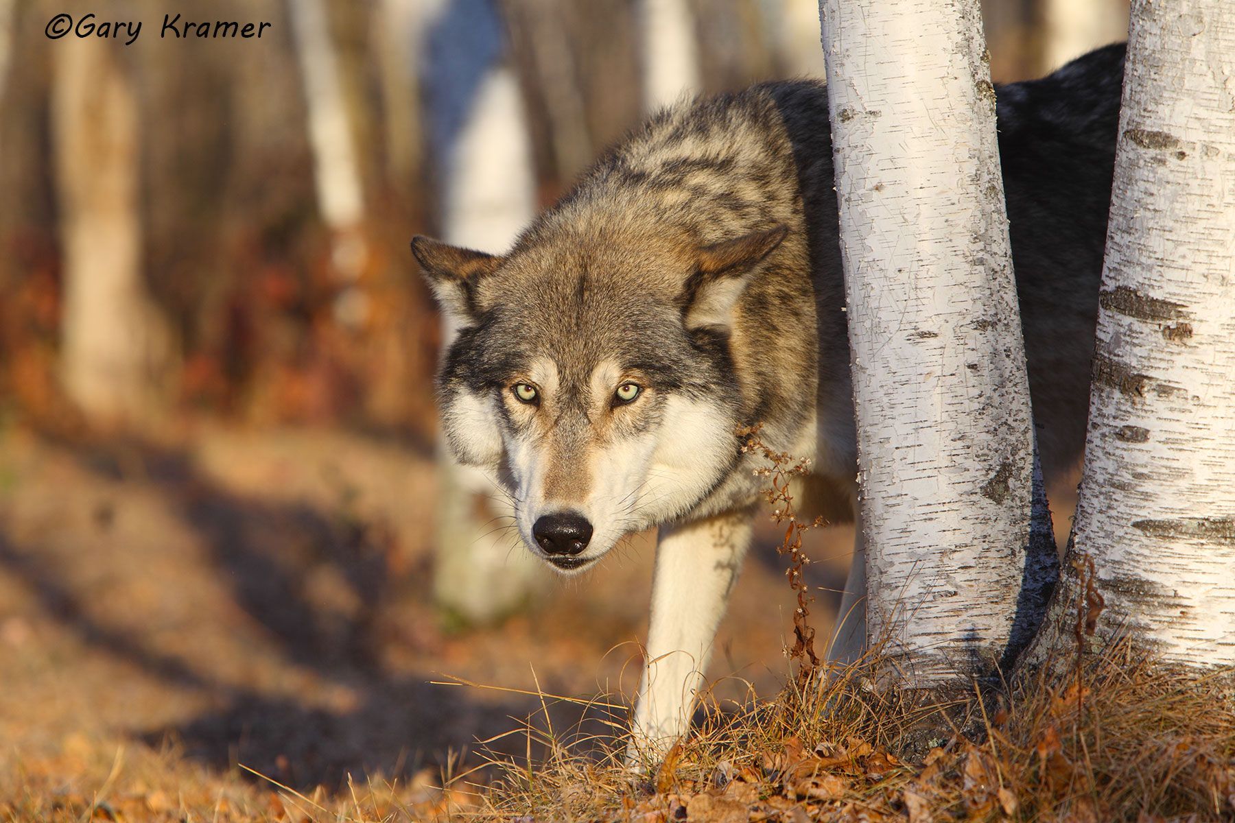 Gray Wolf (Canis lupus) - NMWg#1576d