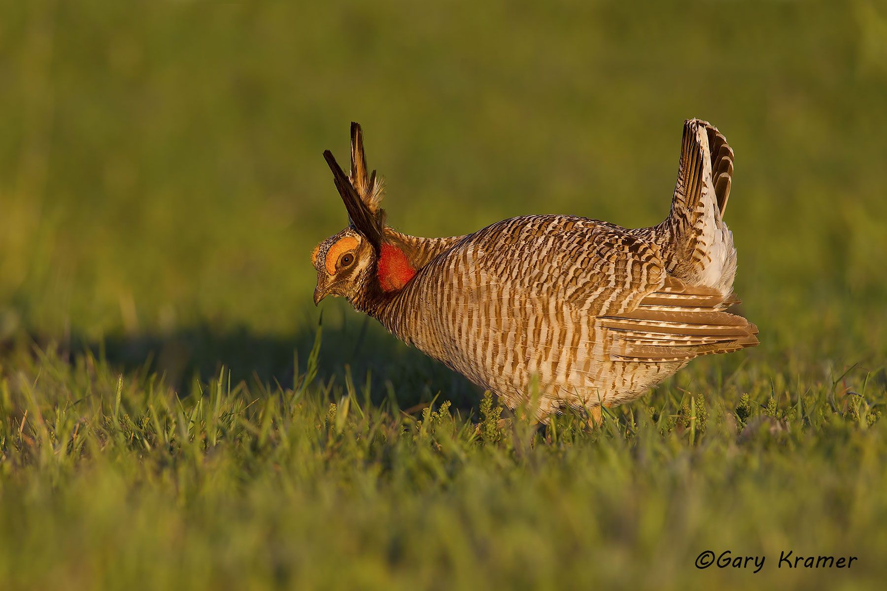 Lesser Prairie Chicken (Tympanchus pallidicinctus) - NBGCl#1456d
