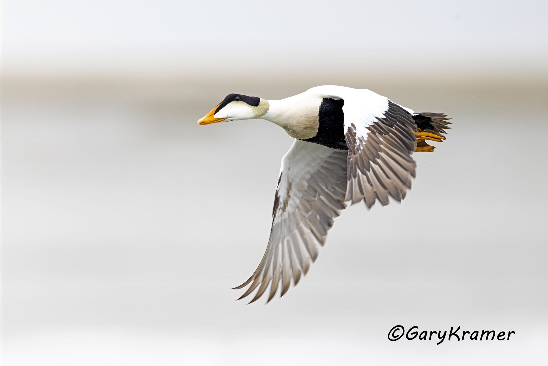 Common Eider (Pacific) (Somateria mollissima nigra) - NBWEp#185d