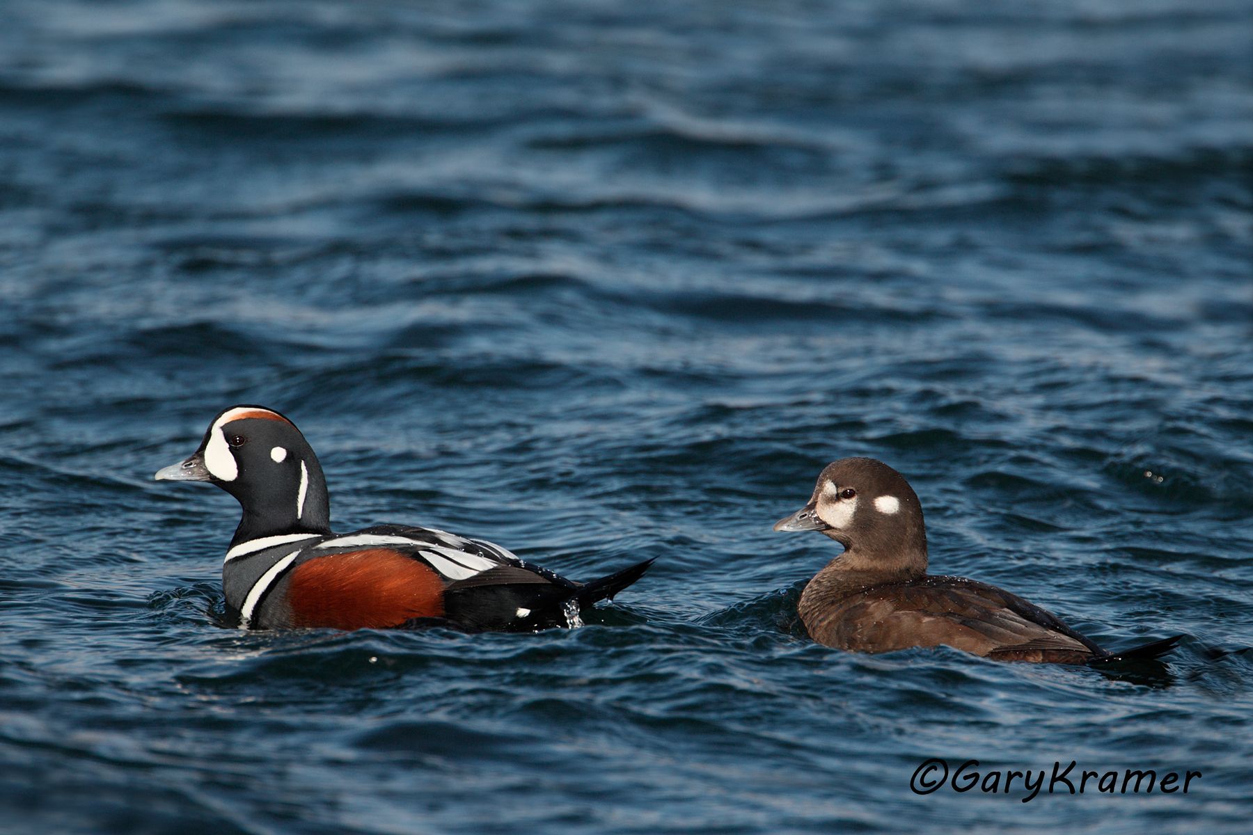 Harlequin Duck (Histrionicus histrionicus) - NBWH#178d