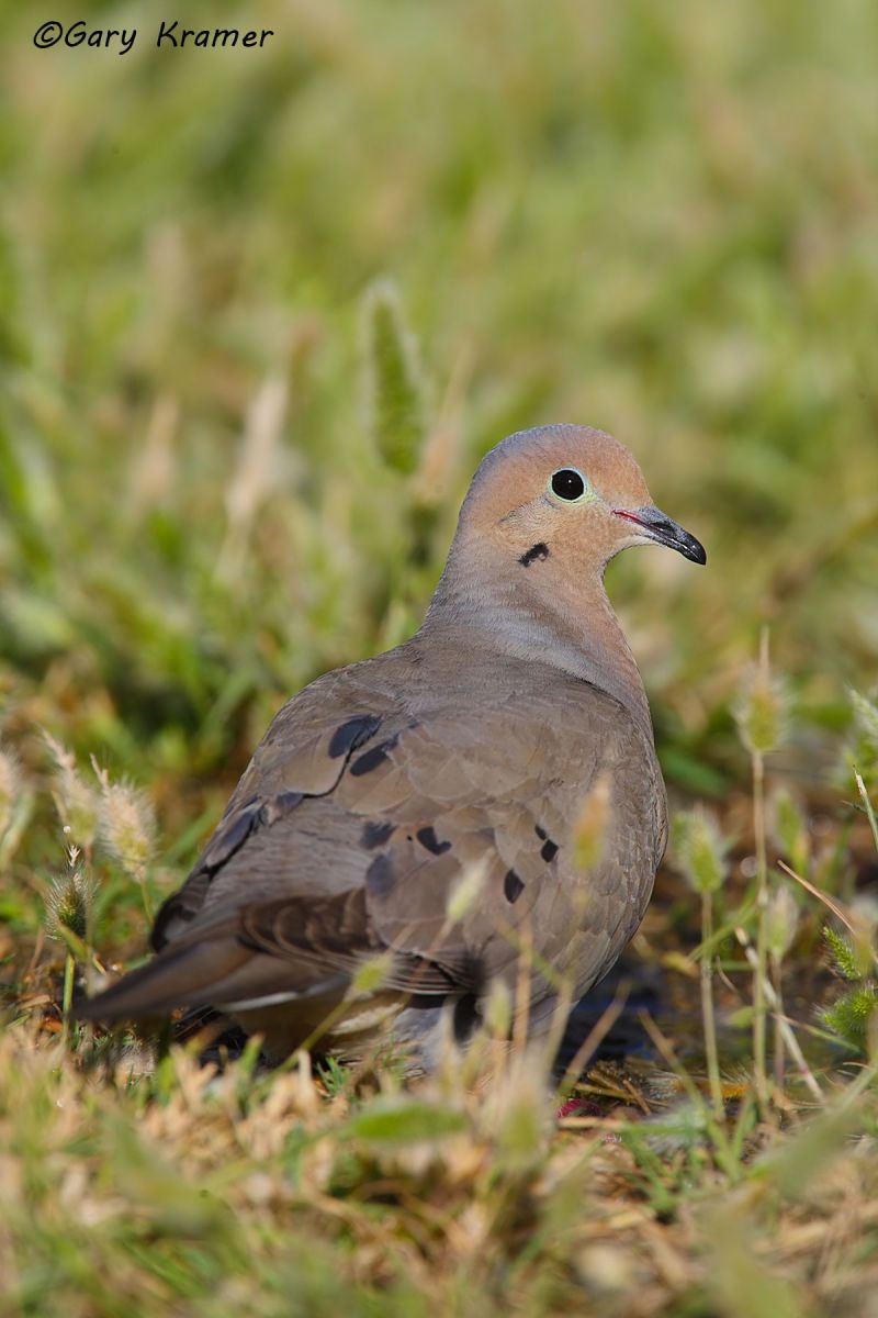 Moruning Dove (Zenaida macroura) - NBDM#332d