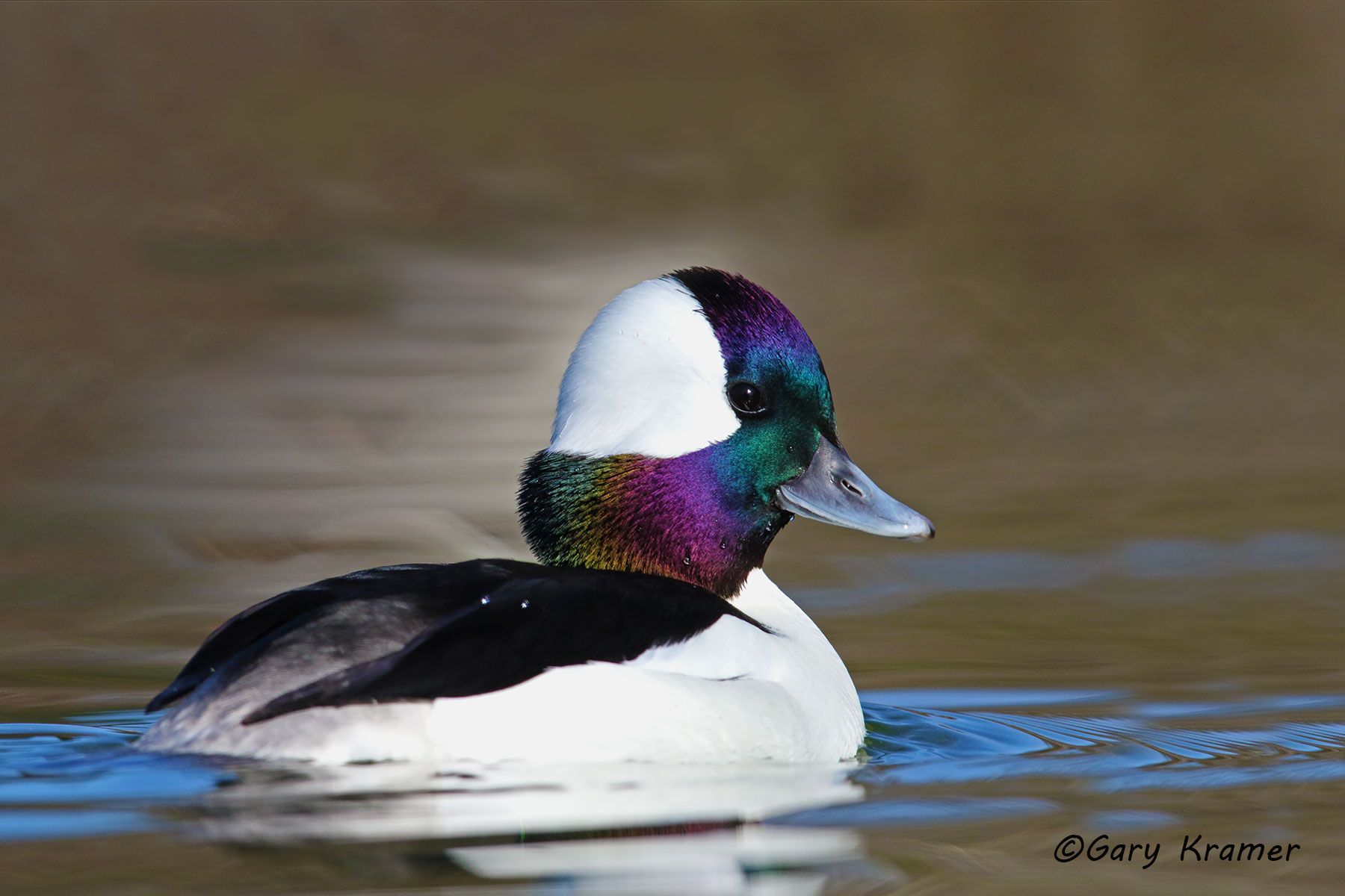 Bufflehead (Bucephala albeola) Bufflehead (Bucephala albeola) -NBWB#369d