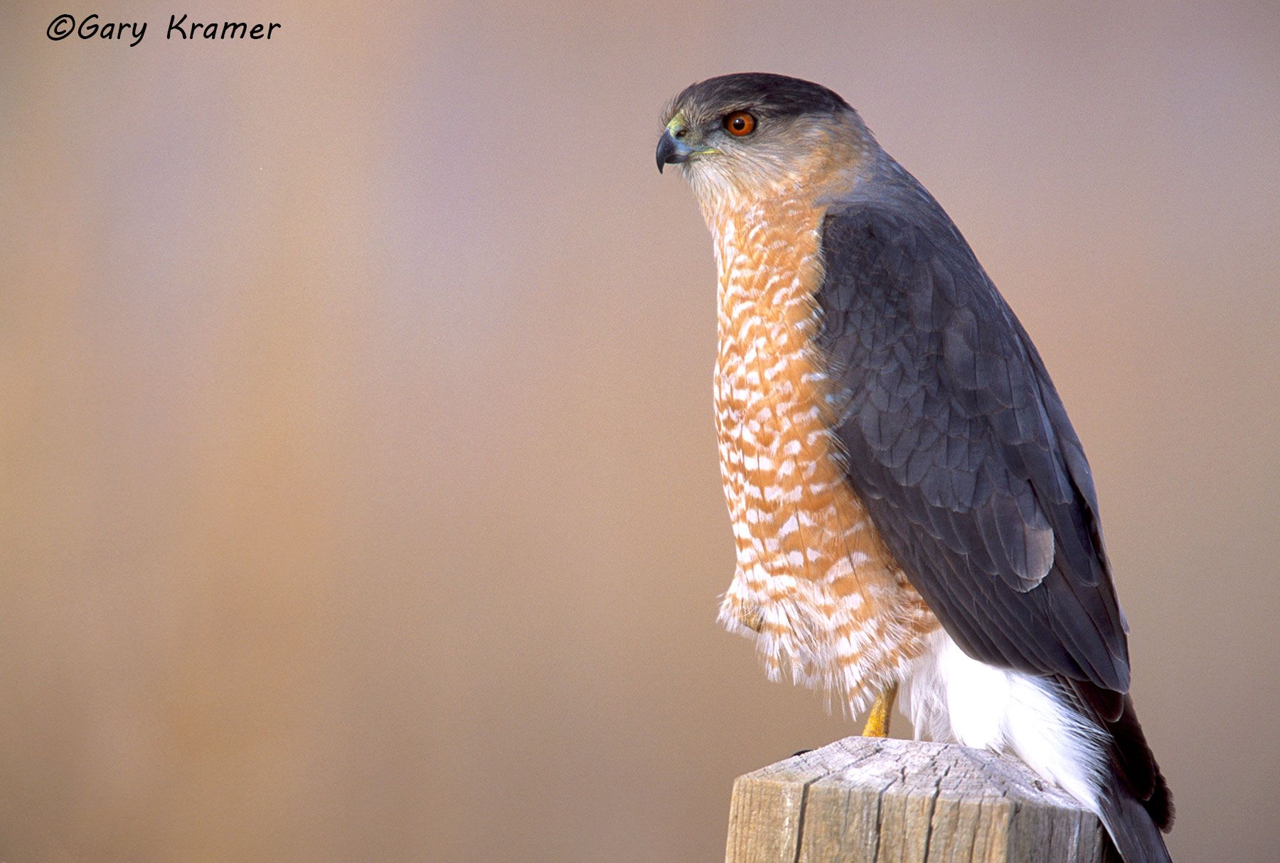 Cooper's Hawk (Accipiter cooperii) - NBHC#0137