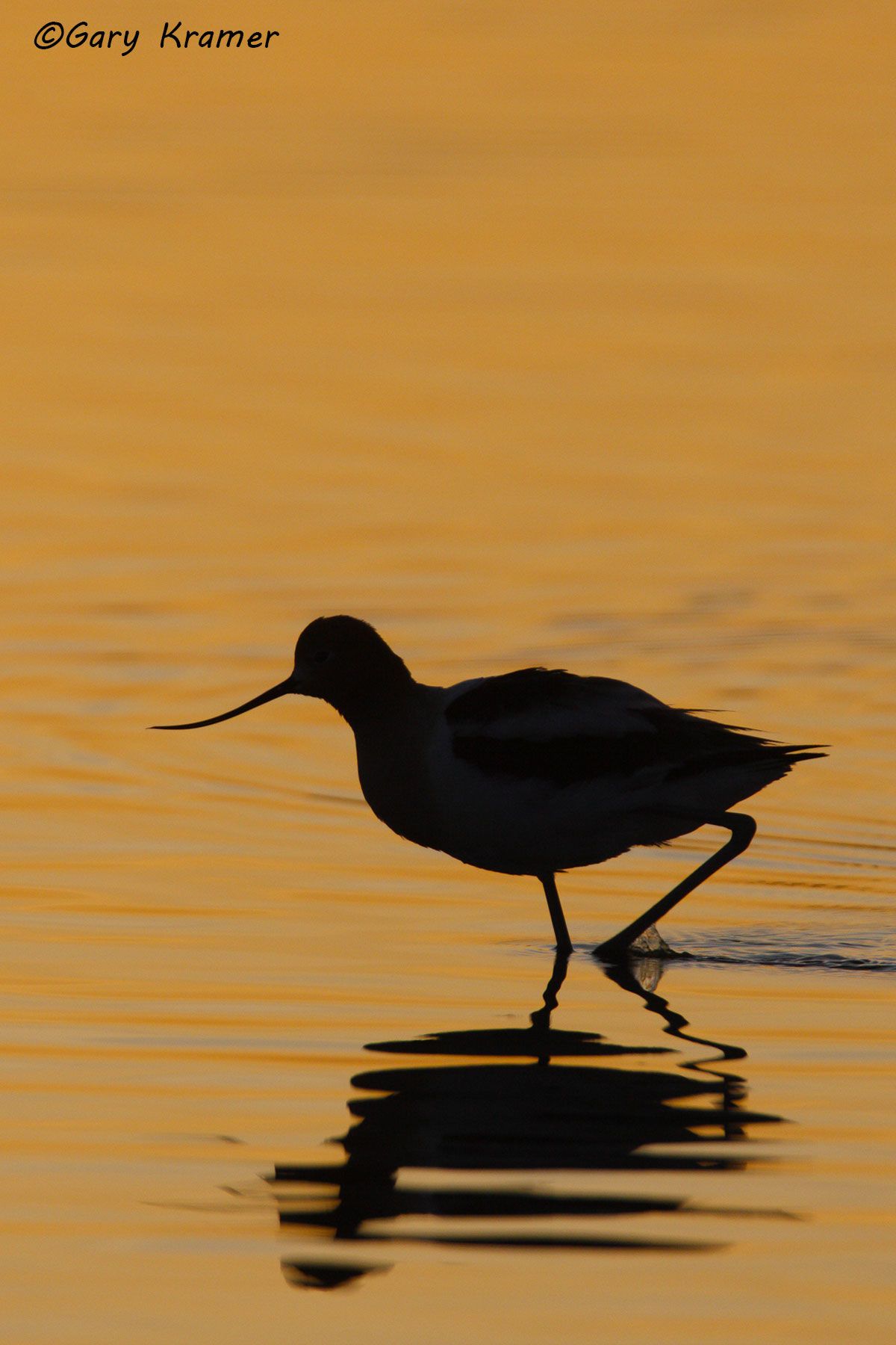 American Avocet (Recurvirostra americana) American Avocet (Recurvirostra americana) - NBSA#185d(2)